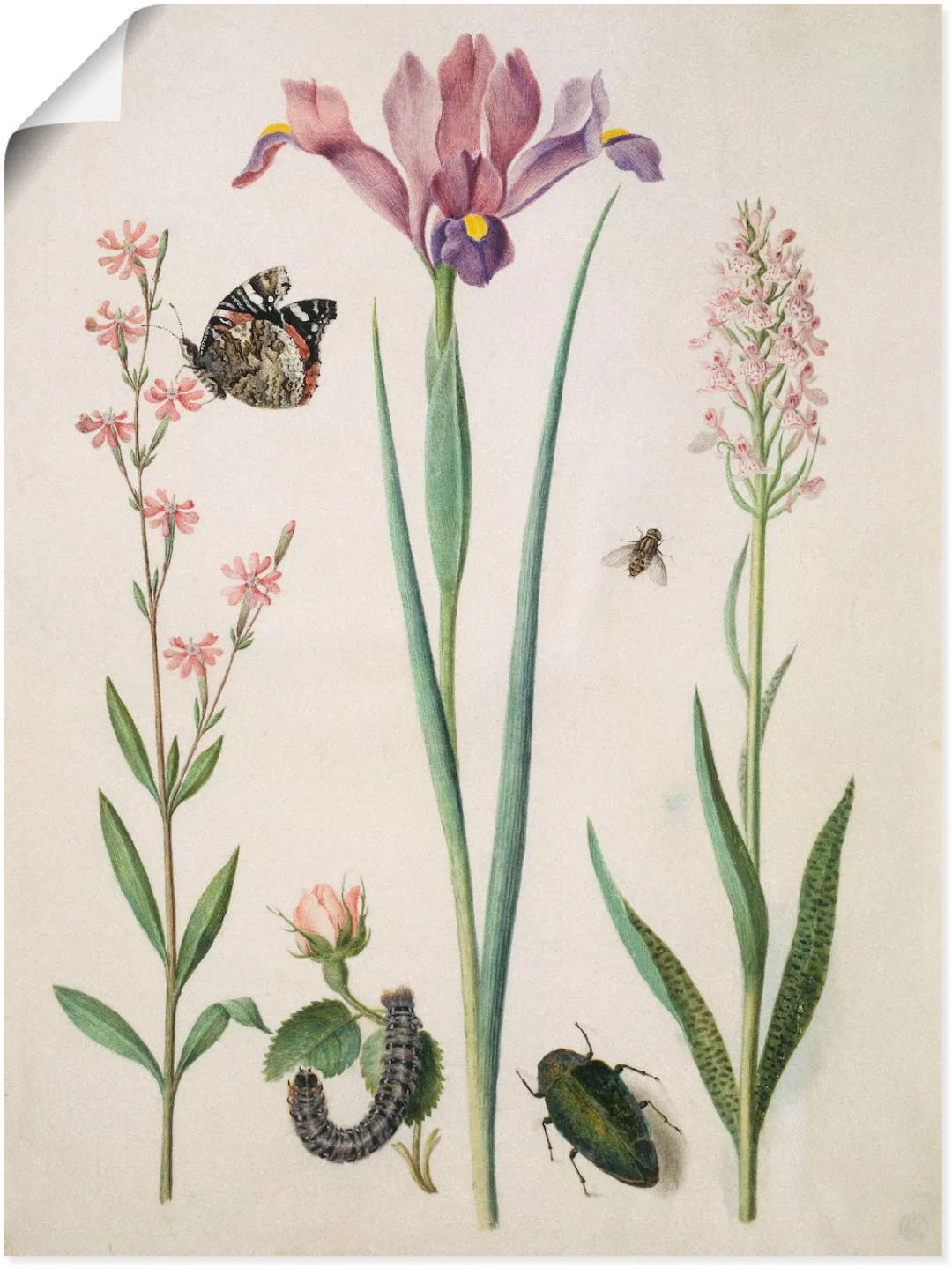 Artland Wandbild »Admiral, Rose Iris Knabenkraut.«, Pflanzen, (1 St.), als günstig online kaufen