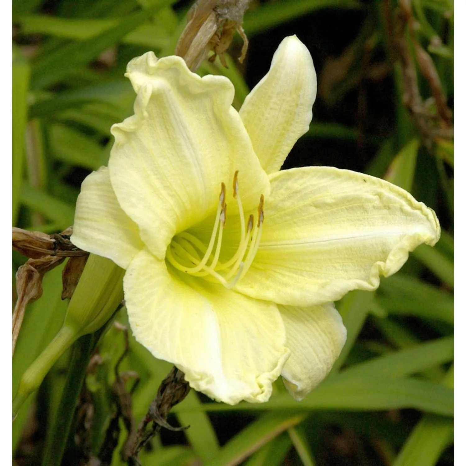 Taglilie Fragrant Treasure - Hemerocallis günstig online kaufen