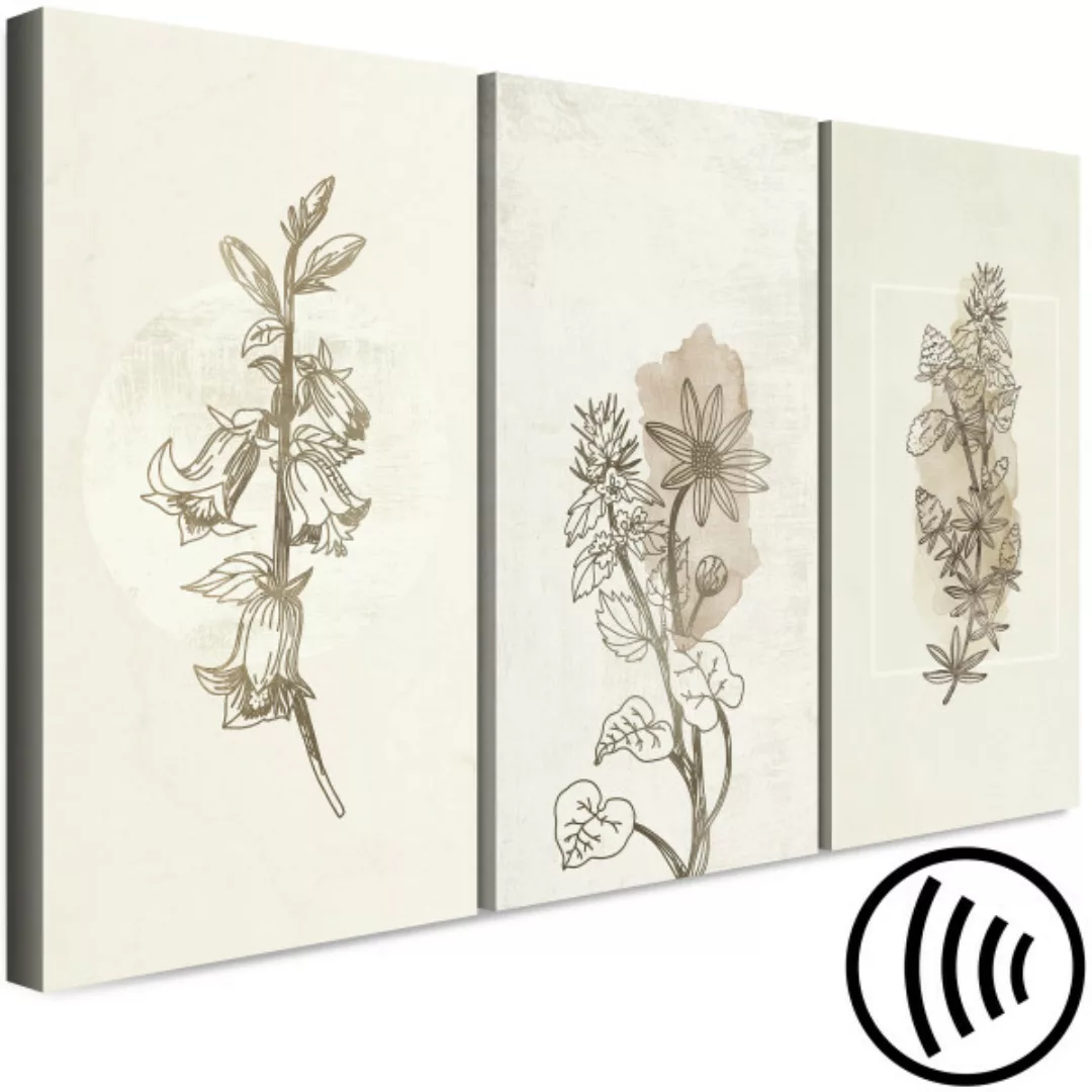 Wandbild Herbarium (3 Parts) XXL günstig online kaufen