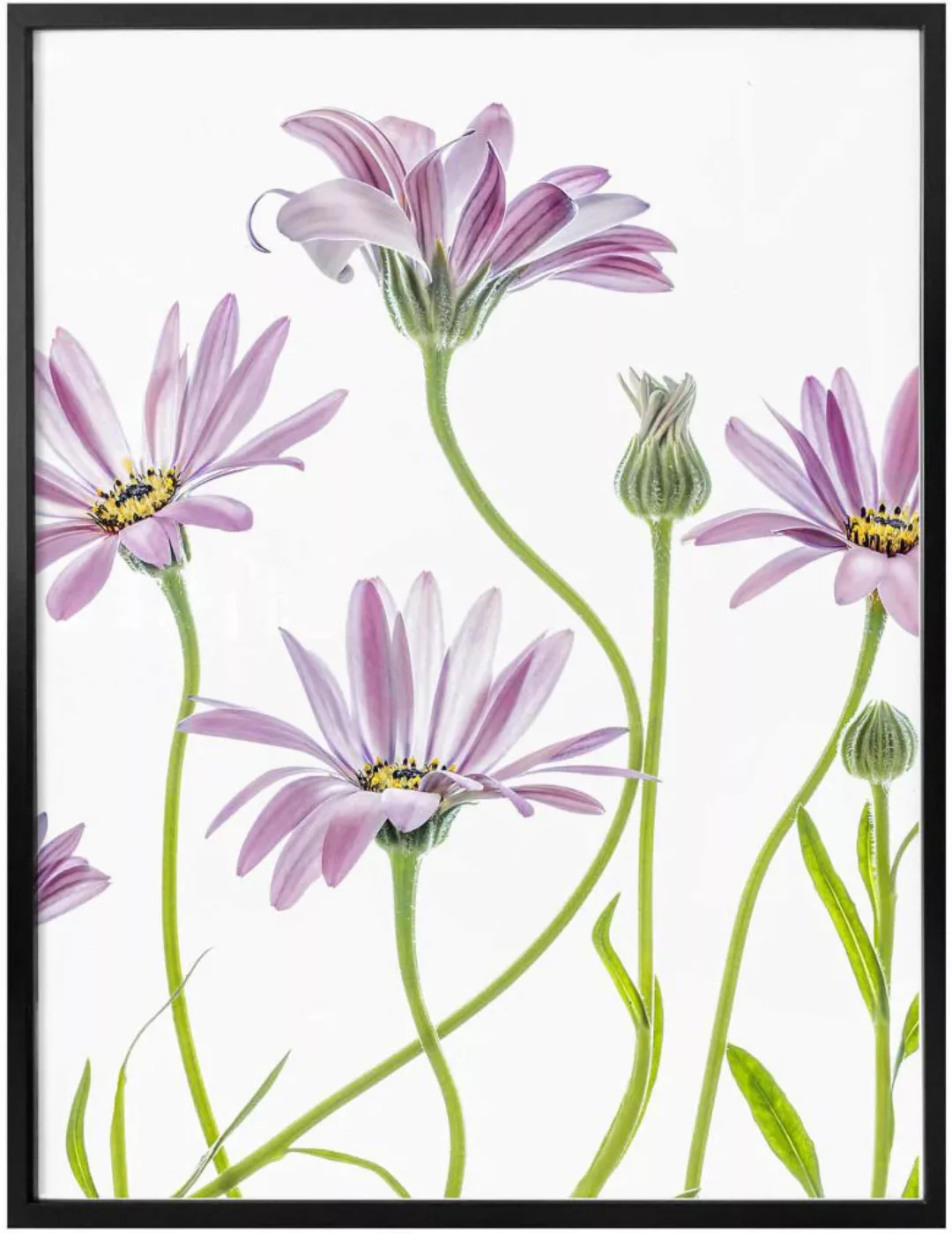 Wall-Art Poster "Gänseblümchen", Blumen, (1 St.) günstig online kaufen