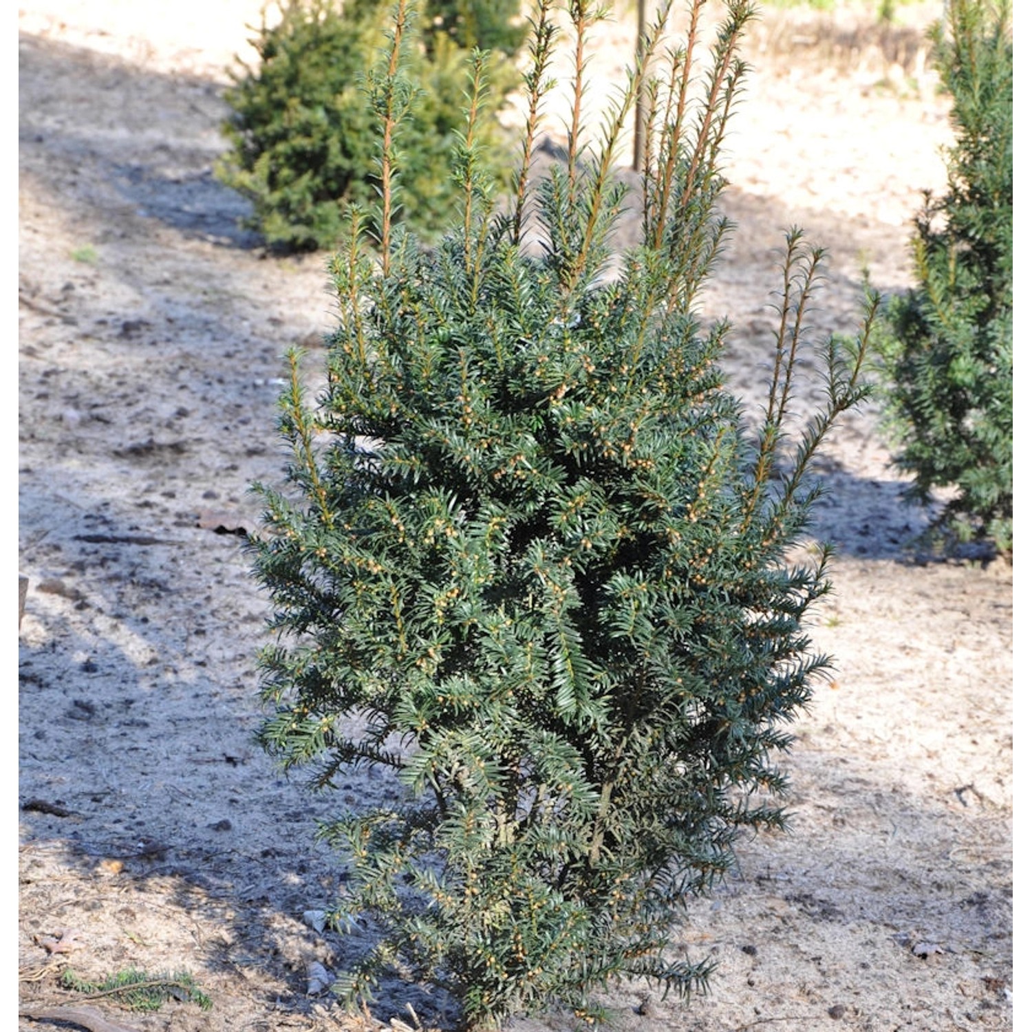 Eibe Typ Enno Hinrichs 25-30cm - Taxus baccata günstig online kaufen