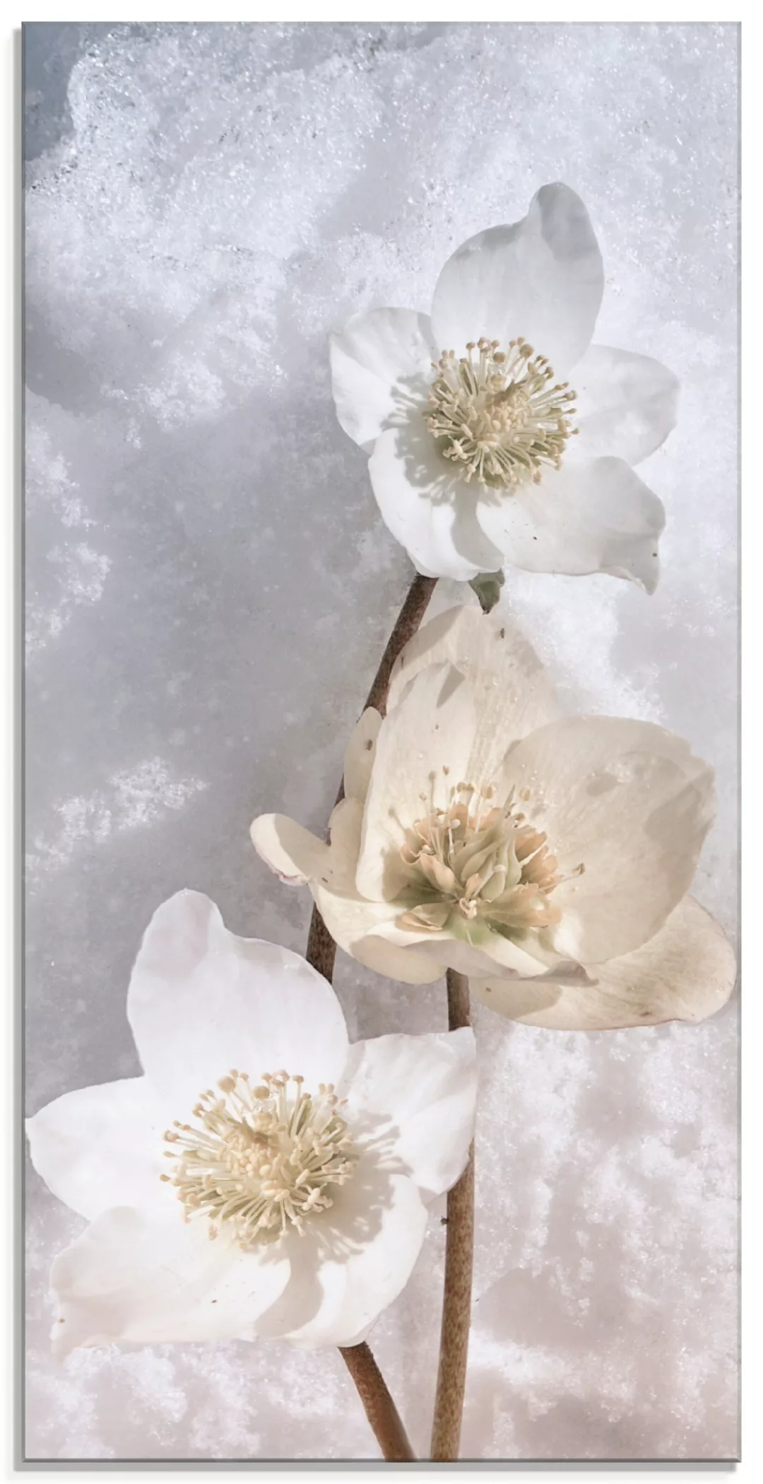 Artland Glasbild "Christrose im Schnee", Blumen, (1 St.) günstig online kaufen