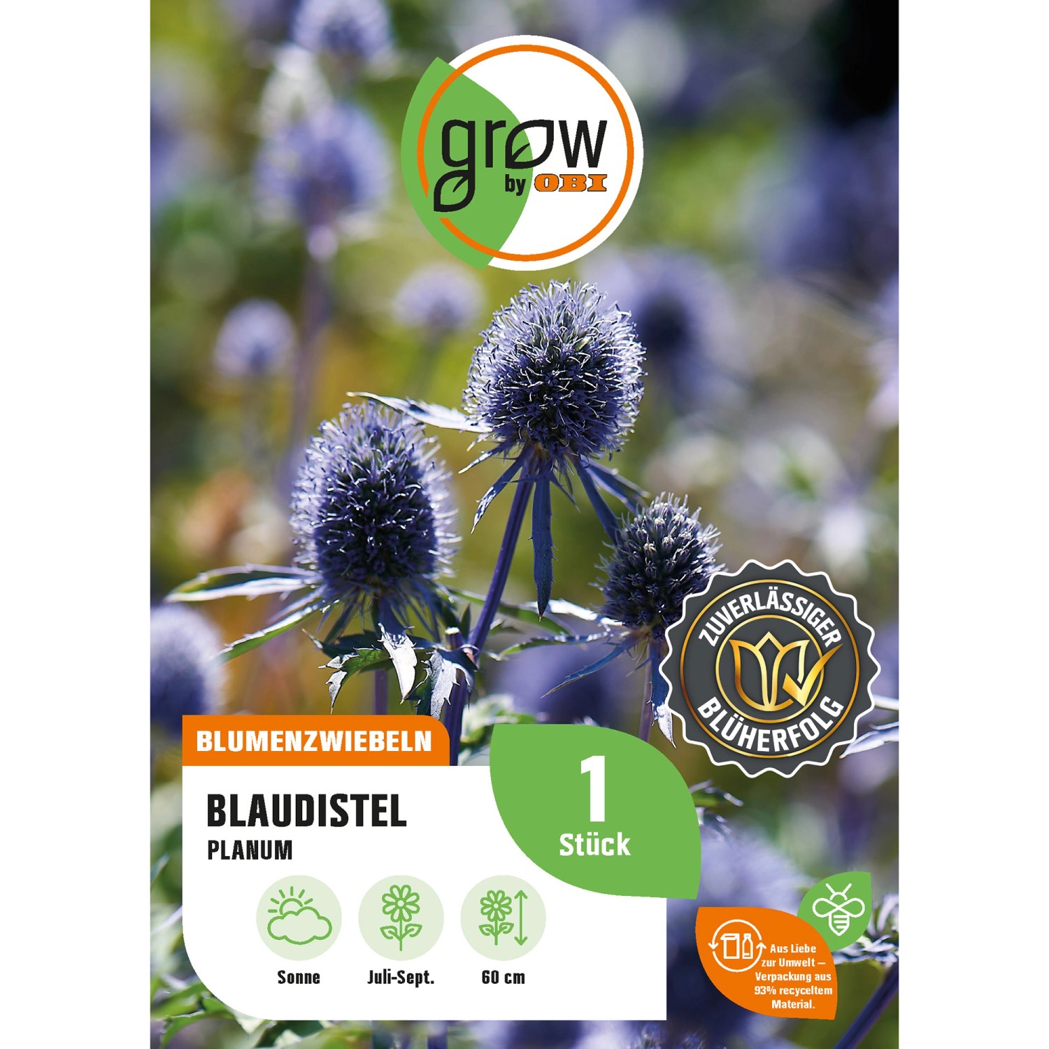 GROW by OBI Blaudistel Eryngium planum Blau Höhe ca. 60 cm Eryngium planum günstig online kaufen