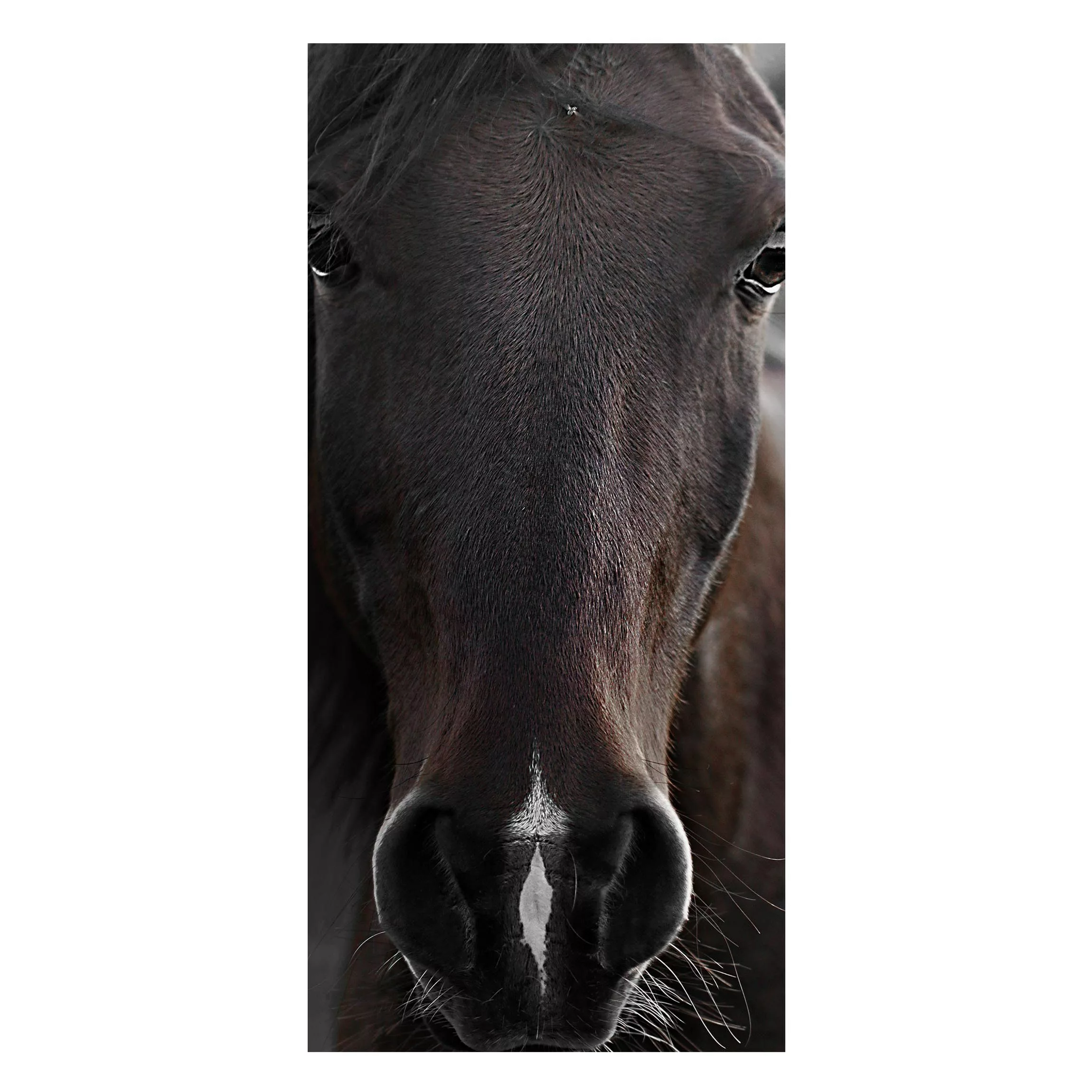 Magnettafel Dunkles Pferd günstig online kaufen