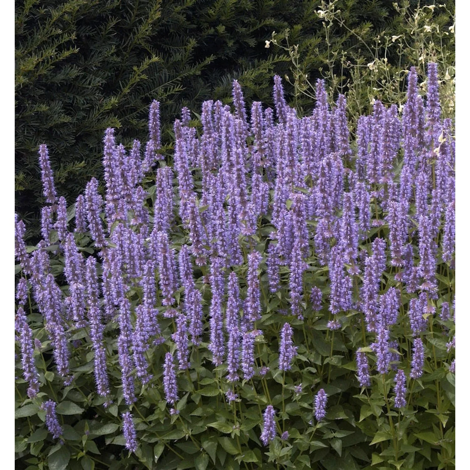 Mexikonessel Pink Beauty - Agastache rugosa günstig online kaufen