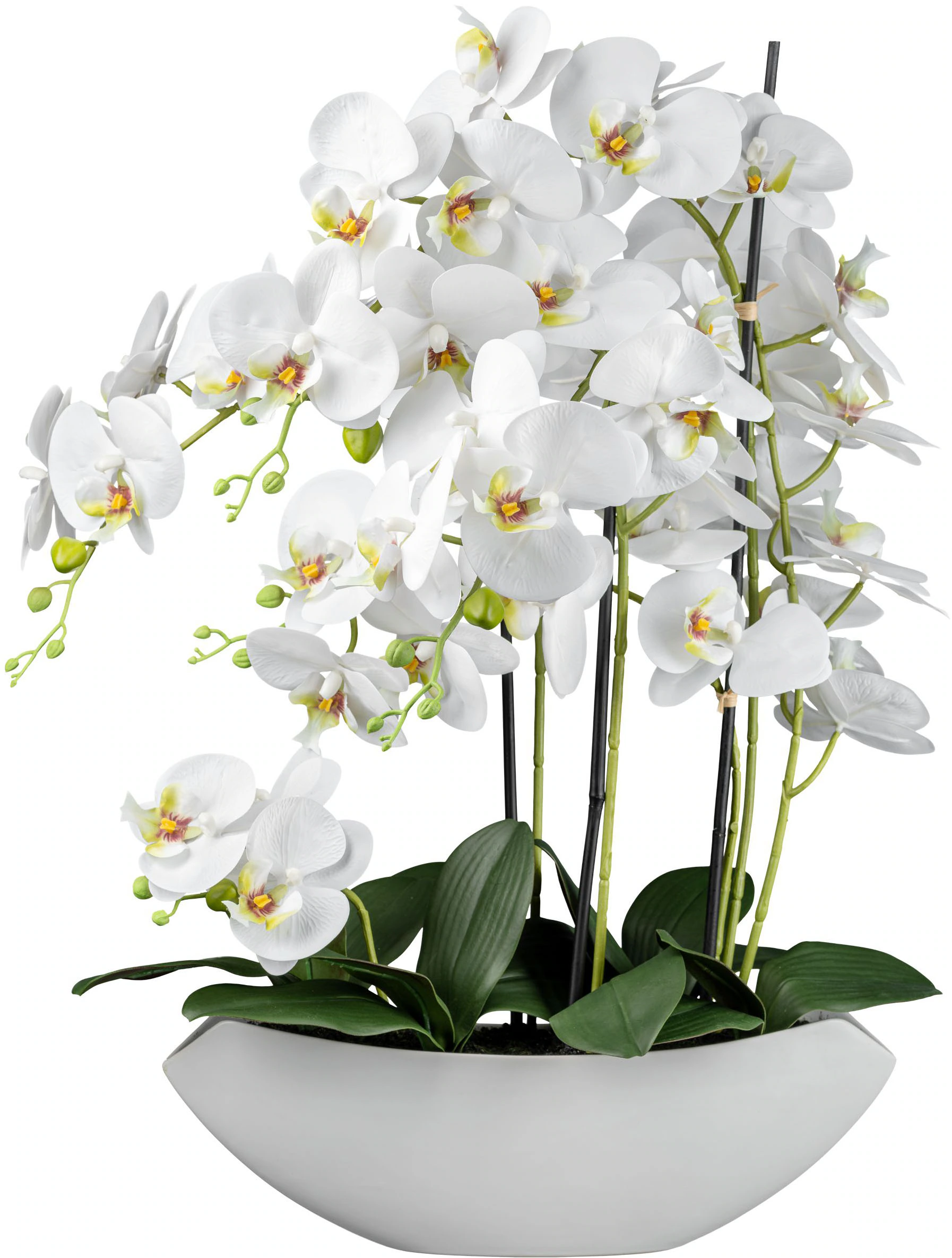 Creativ green Kunstorchidee "Orchidee Phalaenopsis", mit real-touch-Blüten günstig online kaufen