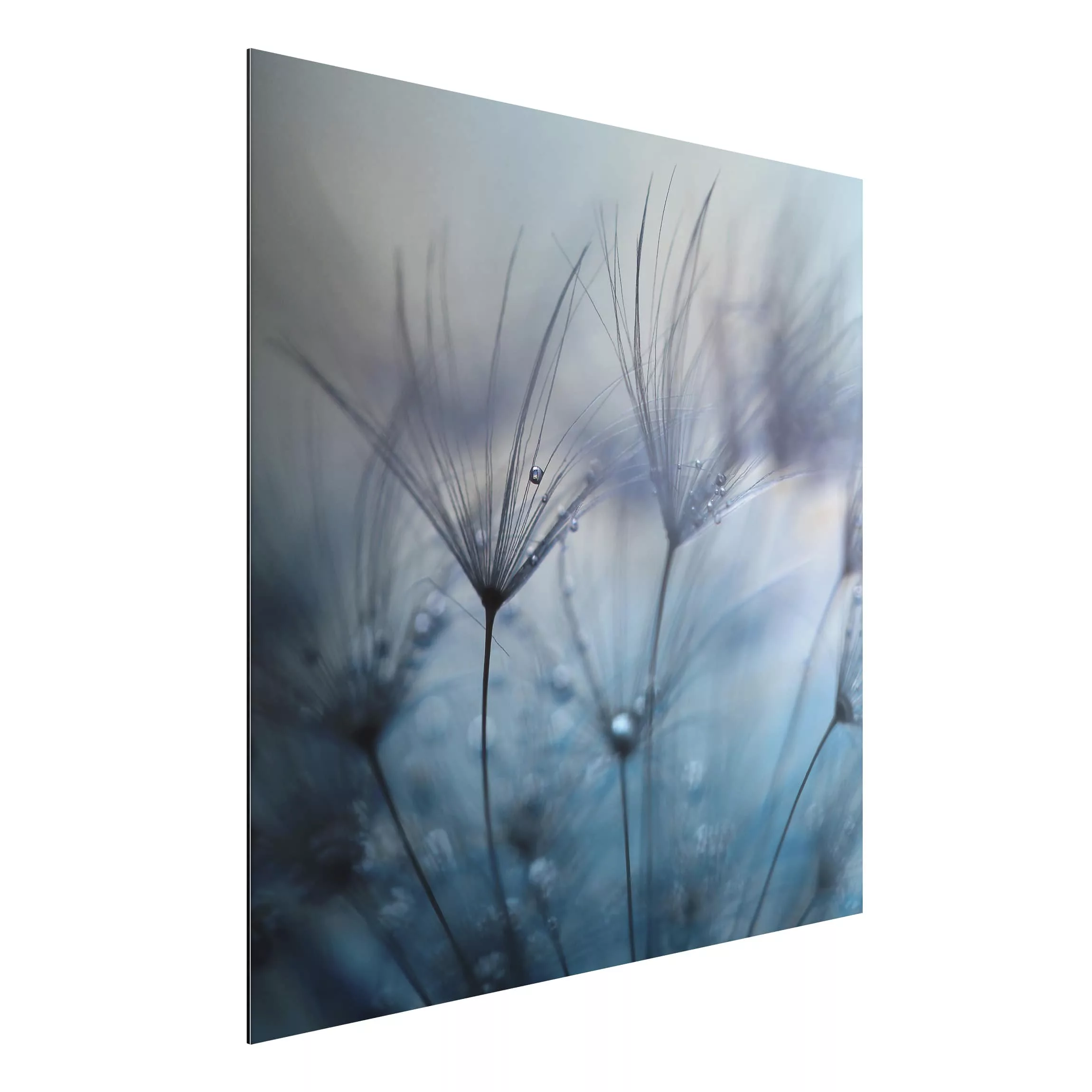 Alu-Dibond Bild Blumen - Quadrat Blaue Federn im Regen günstig online kaufen