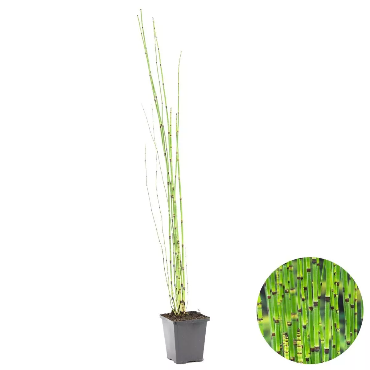 Casa Caron | Equisetum japonicum günstig online kaufen