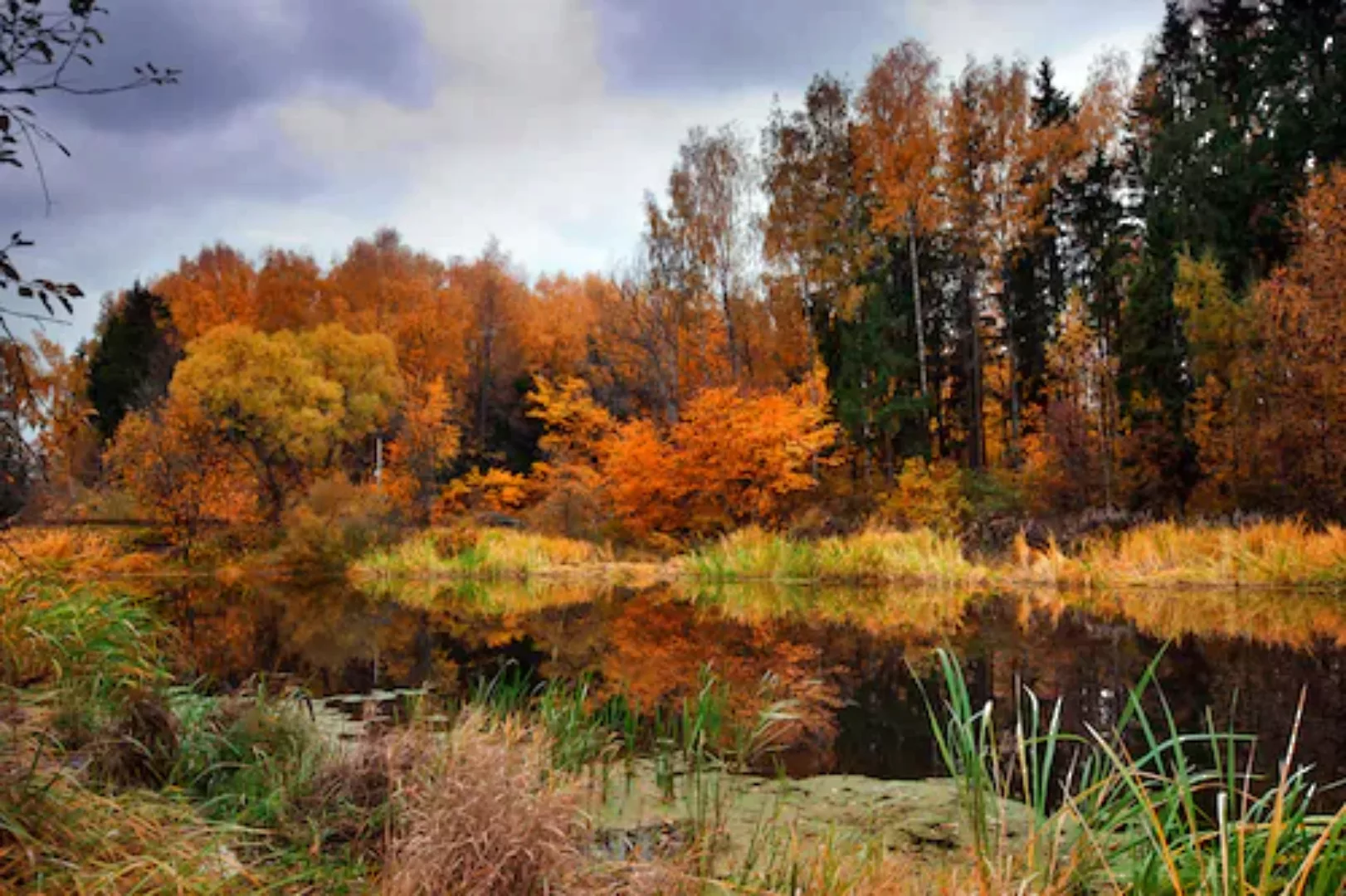 Papermoon Fototapete »Fluss am Wald« günstig online kaufen