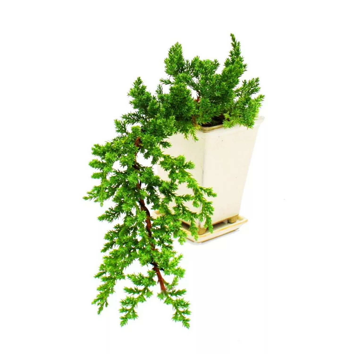 Exotenherz Bonsai Juniperus Wacholder Kaskade 10X10cm günstig online kaufen