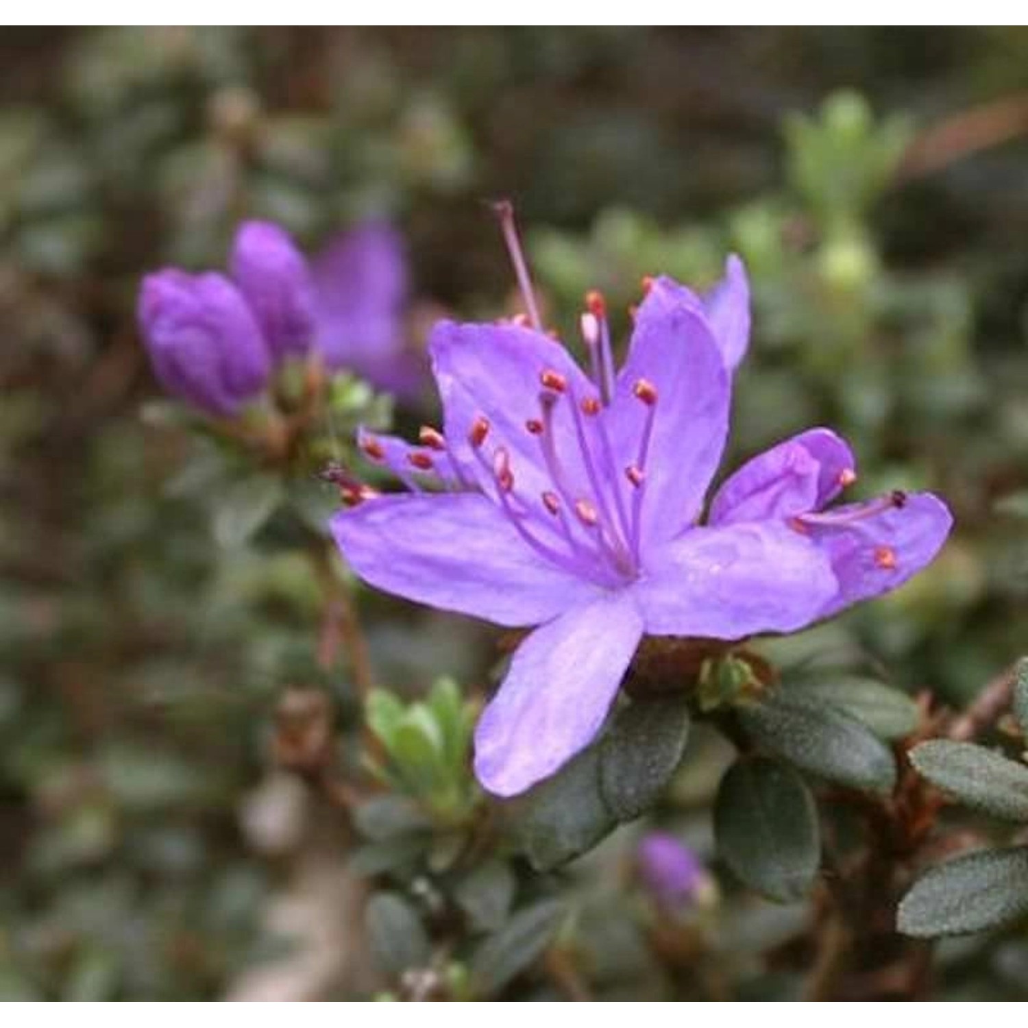 Zwerg Rhododendron Buchlovice 20-25cm - Rhododendron impeditum  - Zwerg Alp günstig online kaufen