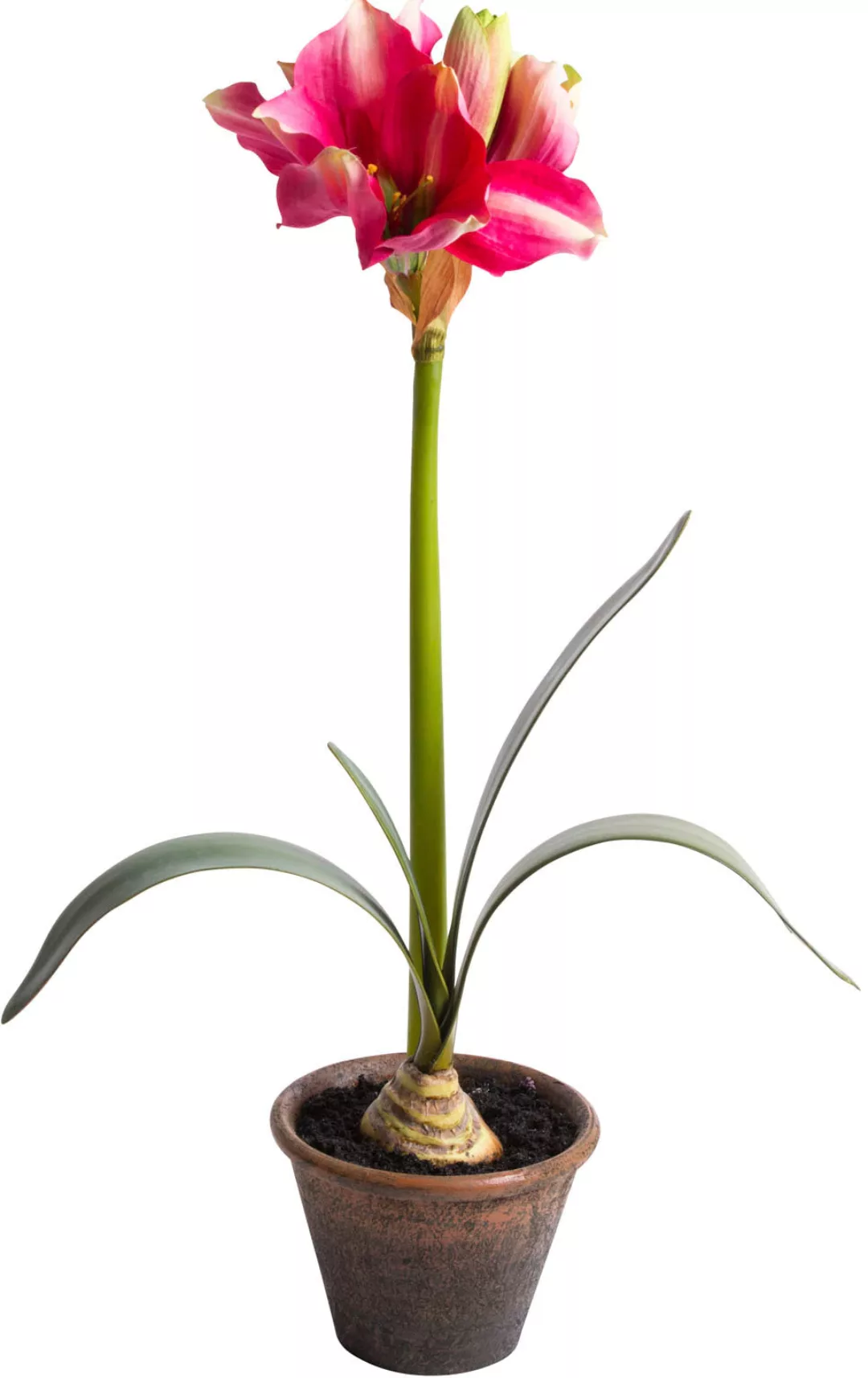 Botanic-Haus Kunstblume "Amaryllis im braunen Kunststofftopf" günstig online kaufen