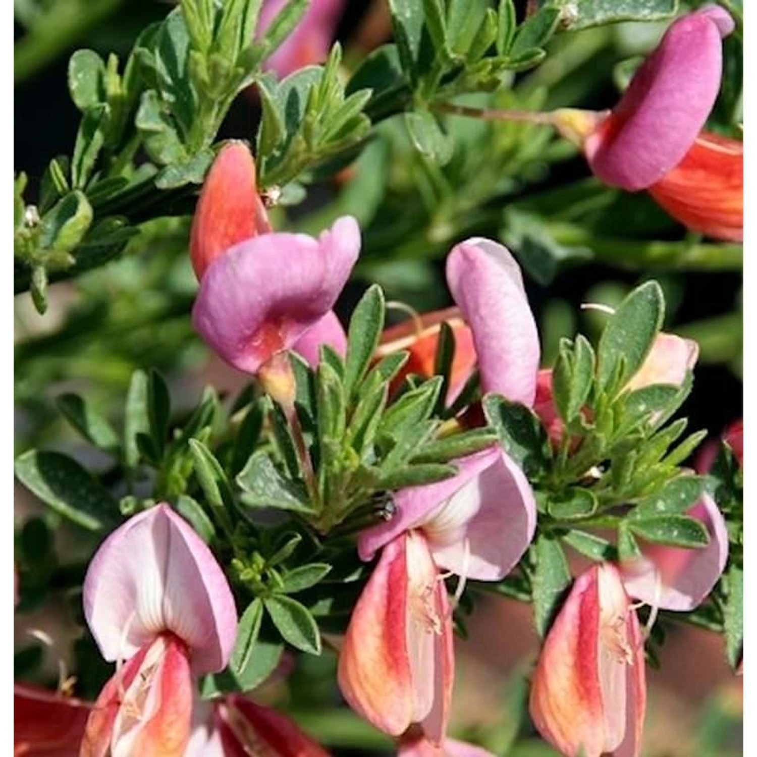 Hochstamm Edelginster Frisia 60-80cm - Cytisus scoparius günstig online kaufen