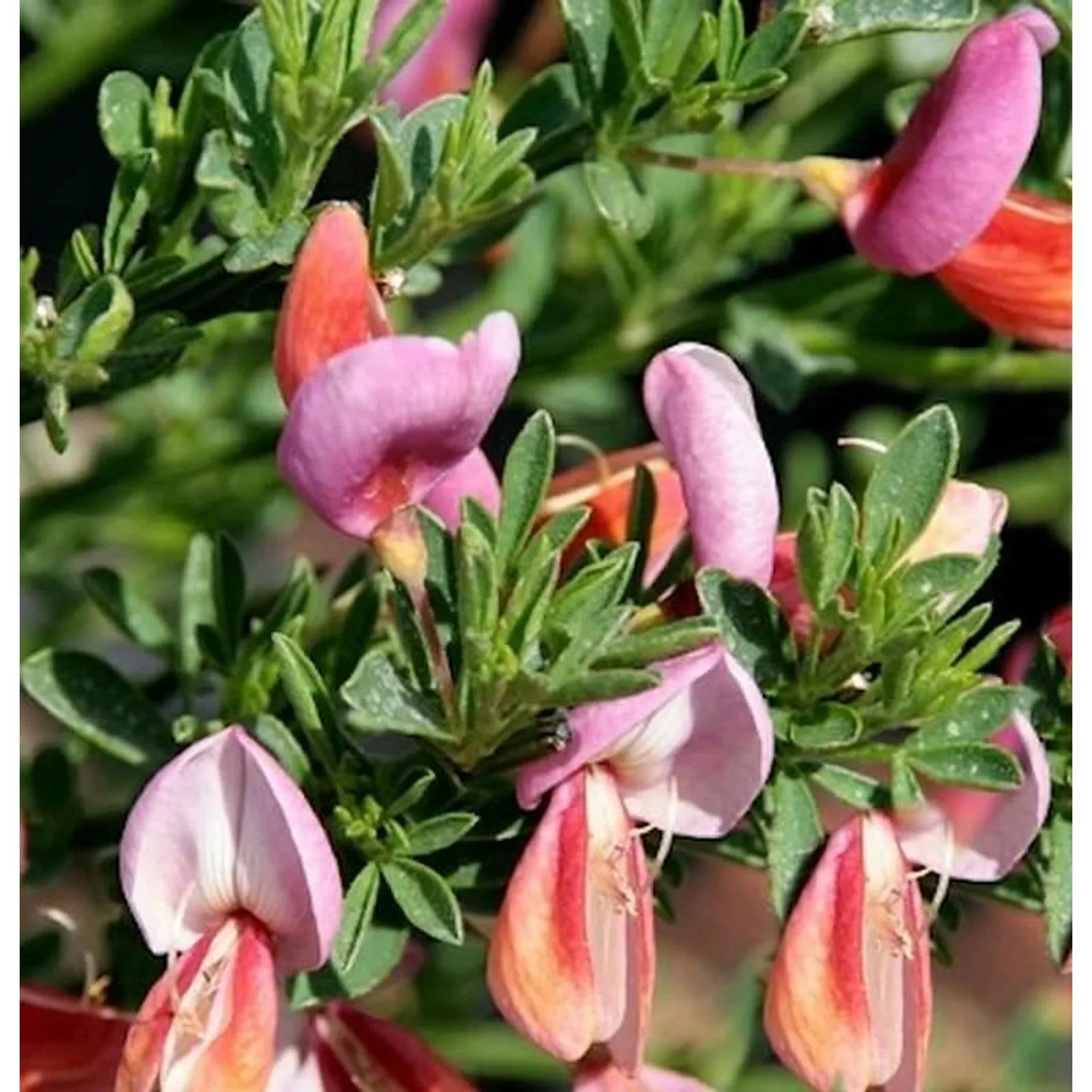 Edelginster Frisia 60-80cm - Cytisus scoparius günstig online kaufen