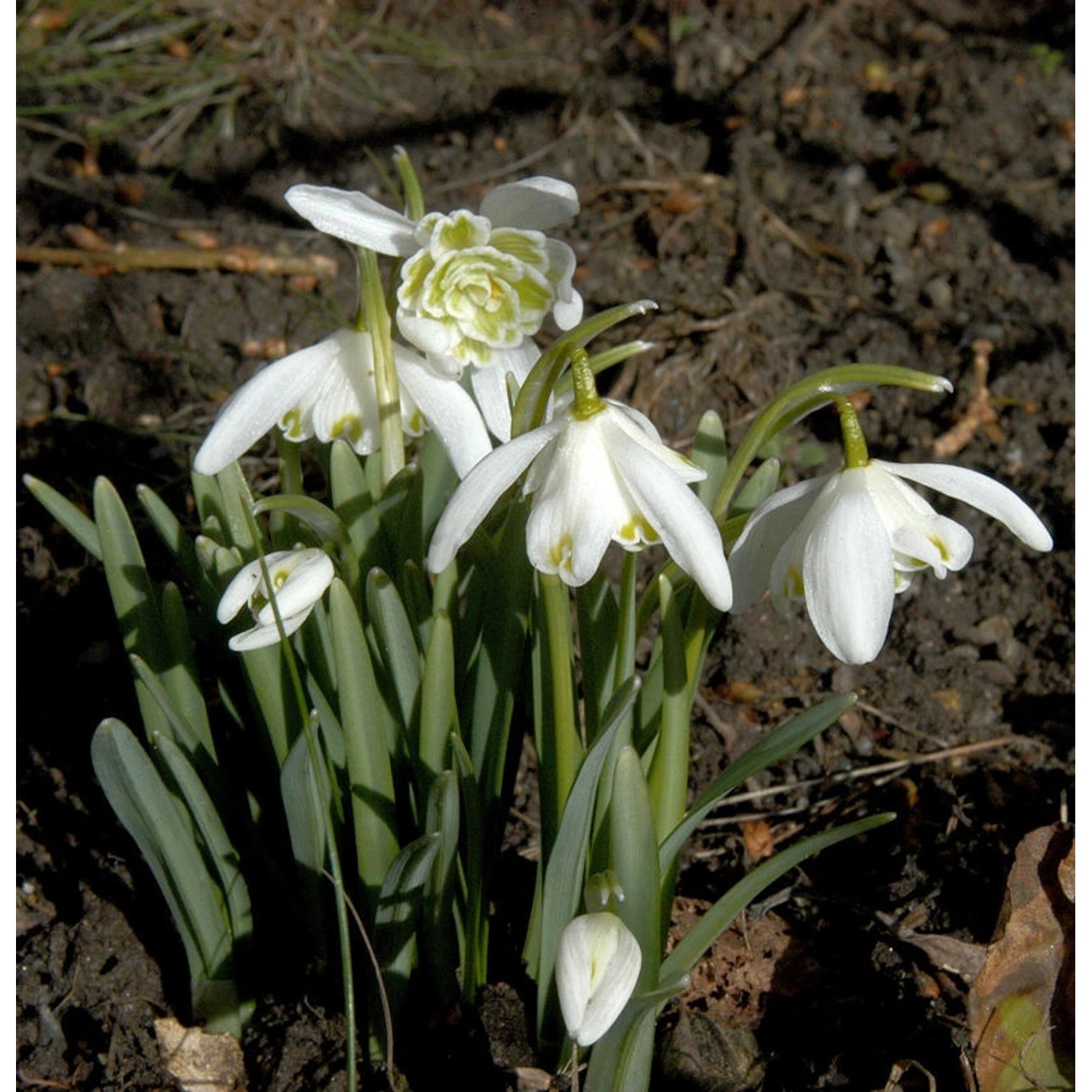 Schneeglöckchen Flore Pleno - Galanthus nivalis günstig online kaufen