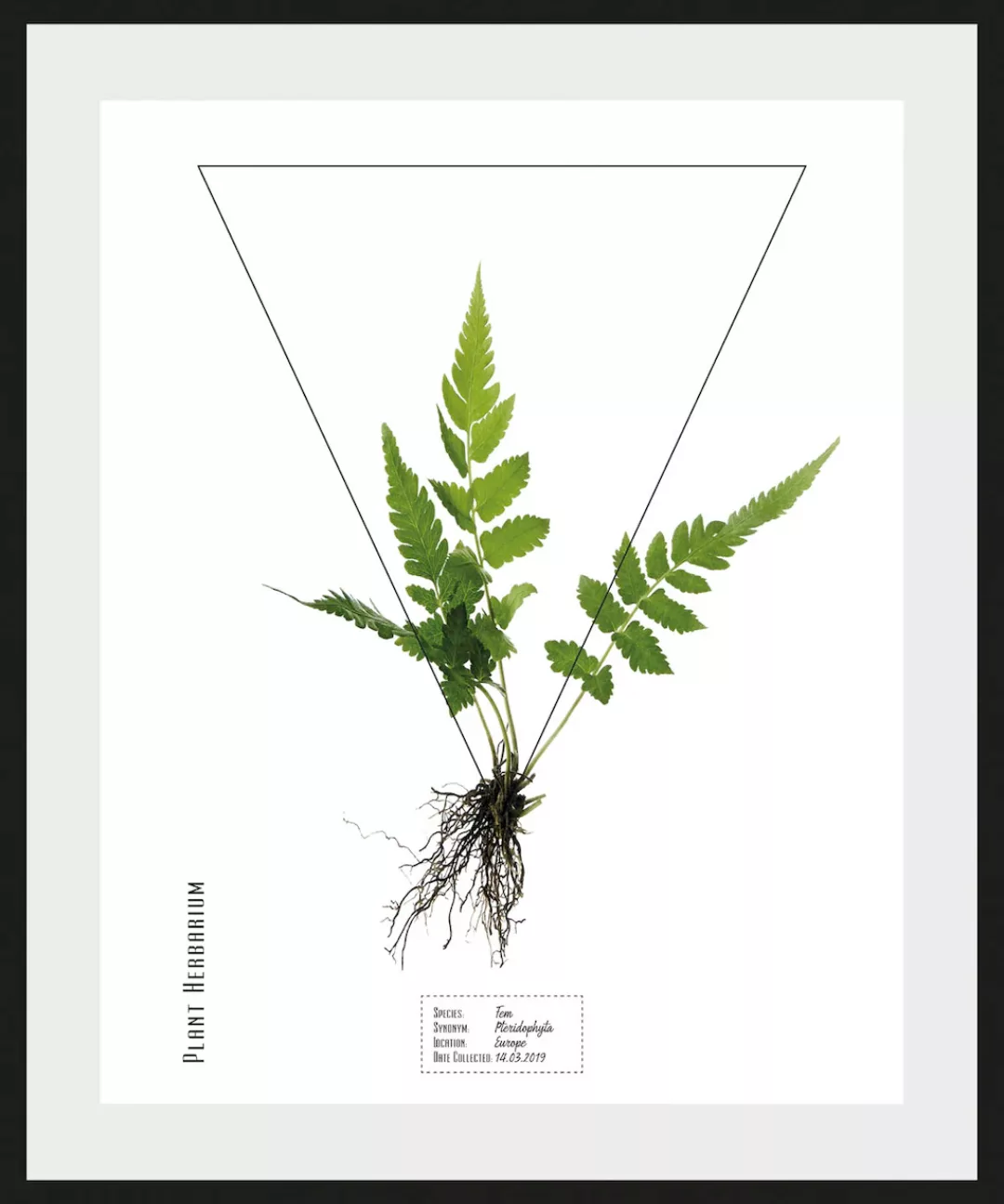 queence Bild »Pteridophyta«, (1 St.) günstig online kaufen