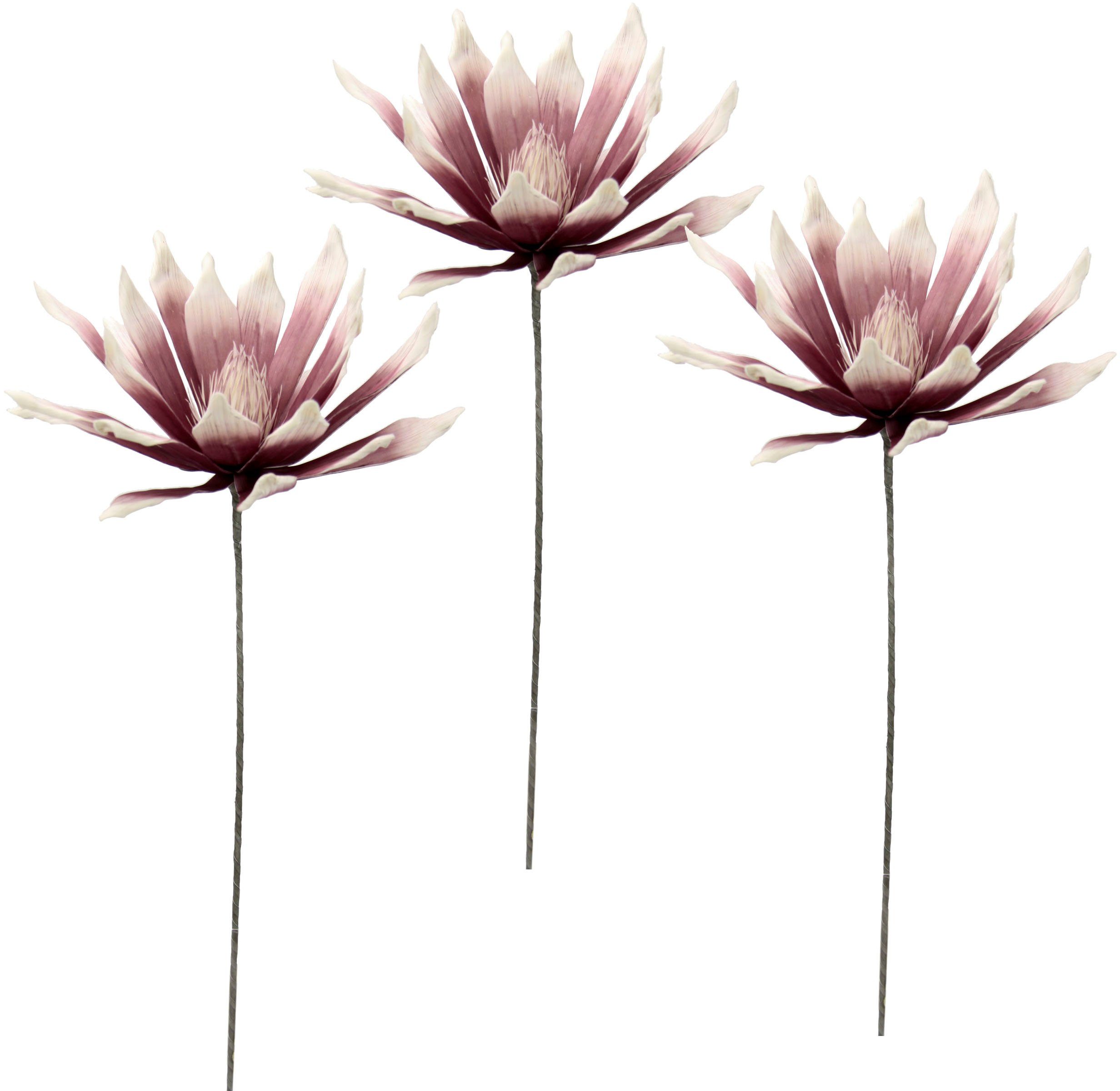 Kunstblume Soft-Protea, I.GE.A., Höhe 84 cm, günstig online kaufen