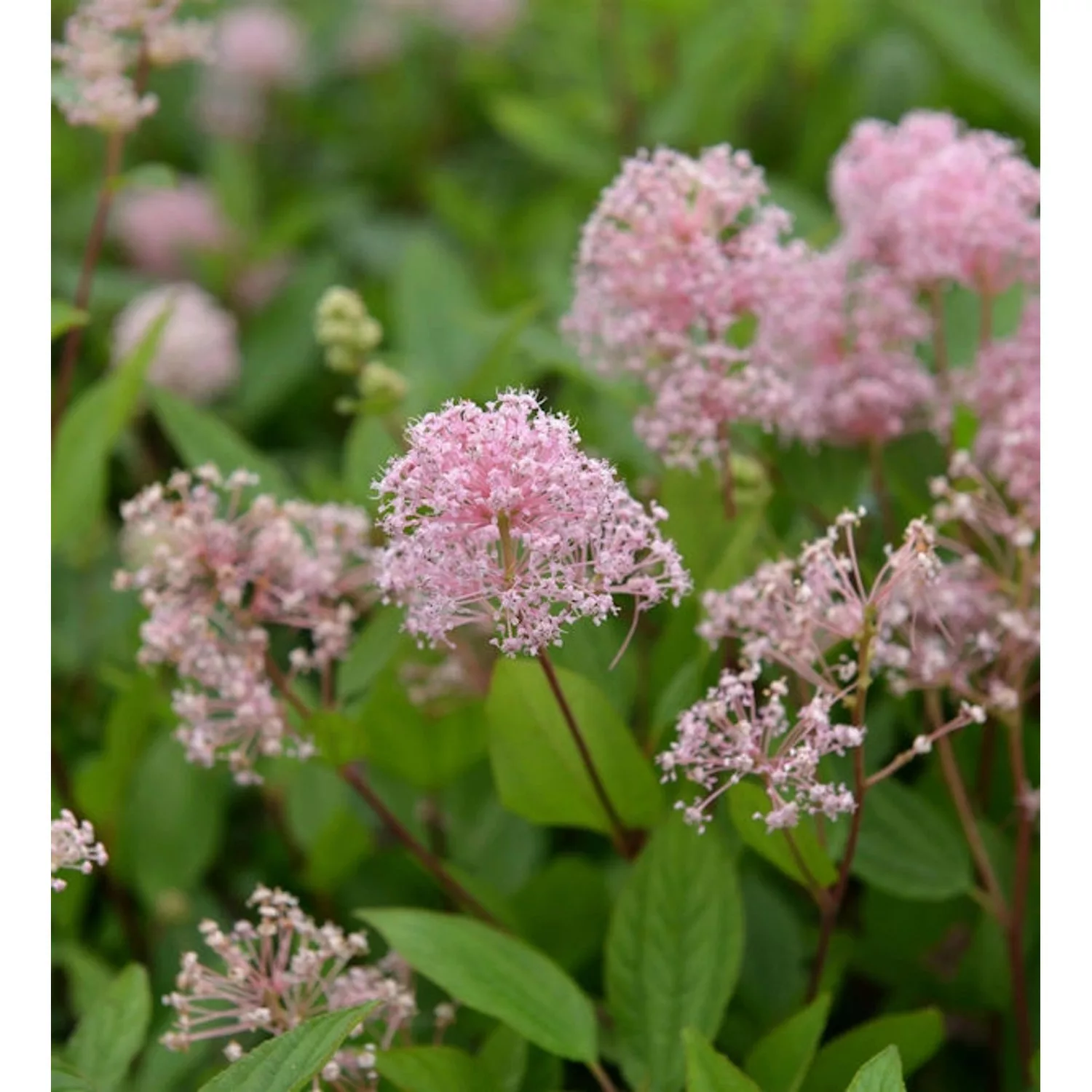 Säckelblume Marie Simon 80-100cm - Ceanothus pallidus günstig online kaufen