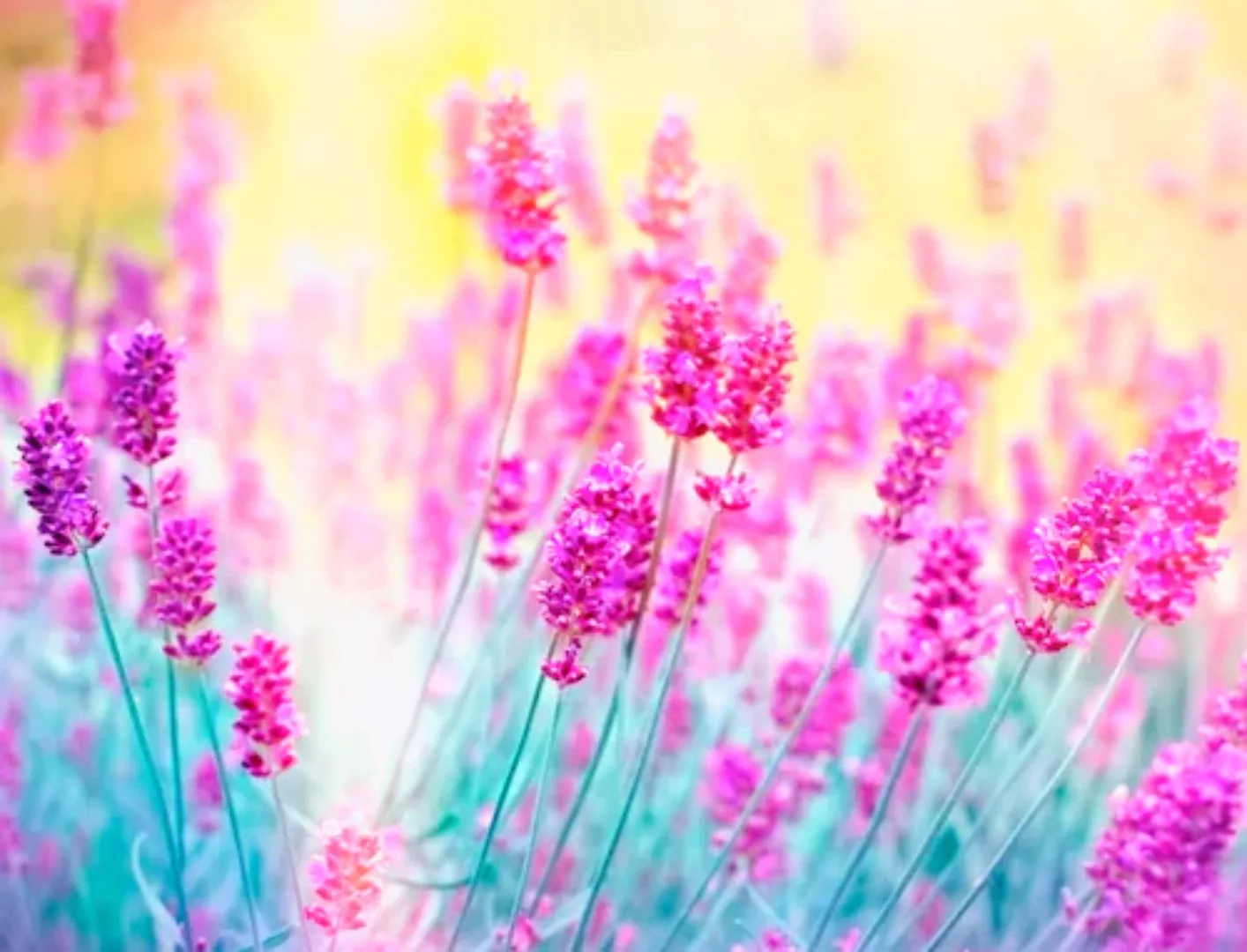 Papermoon Fototapete »Lavender Flower« günstig online kaufen