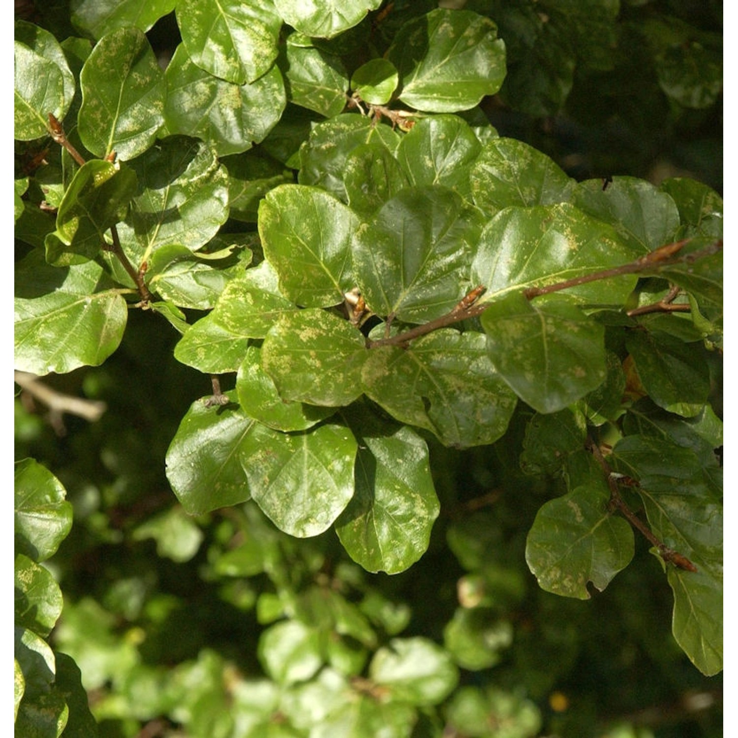 Säulen Rotbuche Cockleshell 80-100cm - Fagus sylvatica günstig online kaufen