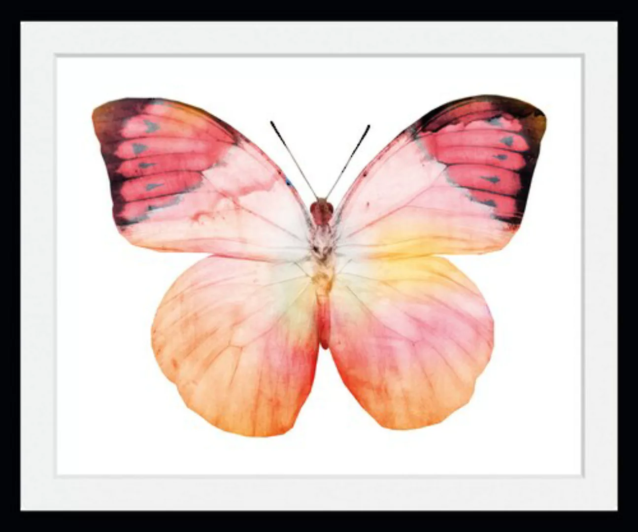 queence Bild "Elli", Schmetterlinge, (1 St.) günstig online kaufen
