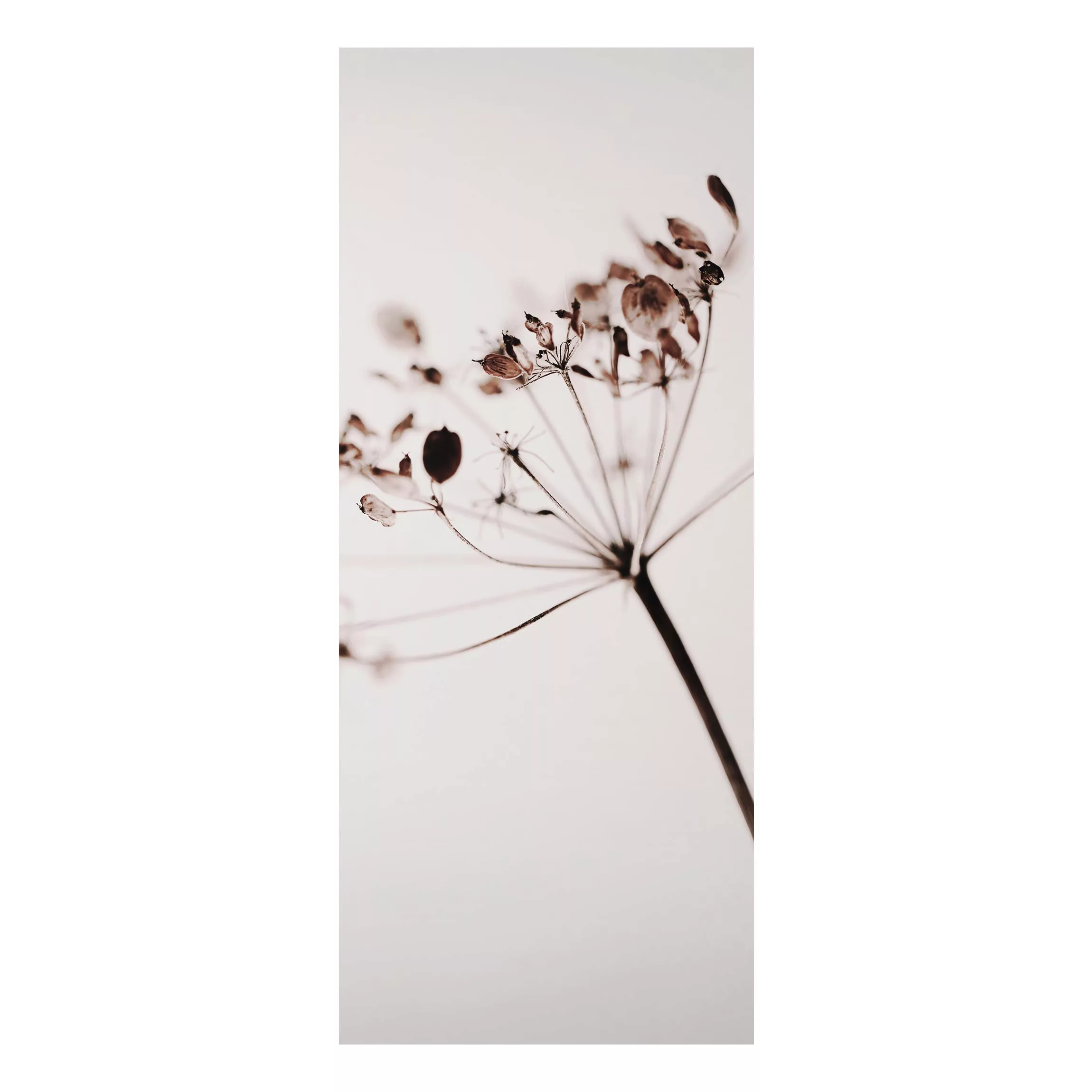 Alu-Dibond Bild Makroaufnahme Trockenblume im Schatten günstig online kaufen