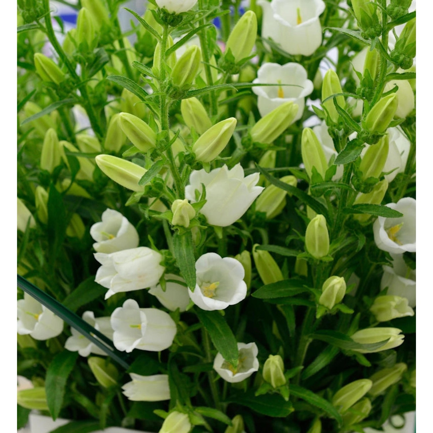 Marienglockenblume Weiß - Campanula medium günstig online kaufen