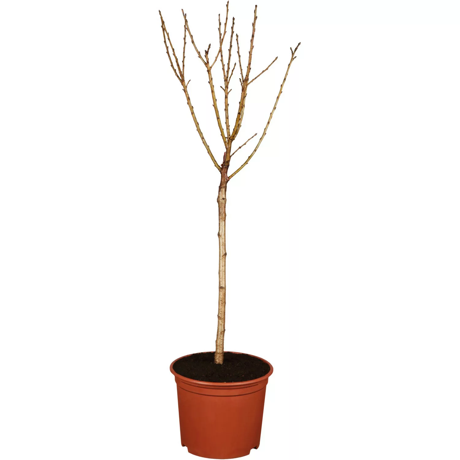 GROW by OBI Bio Sauerkirsche Schattenmorelle Dunkelbraun-Rot 120-140 cm Top günstig online kaufen