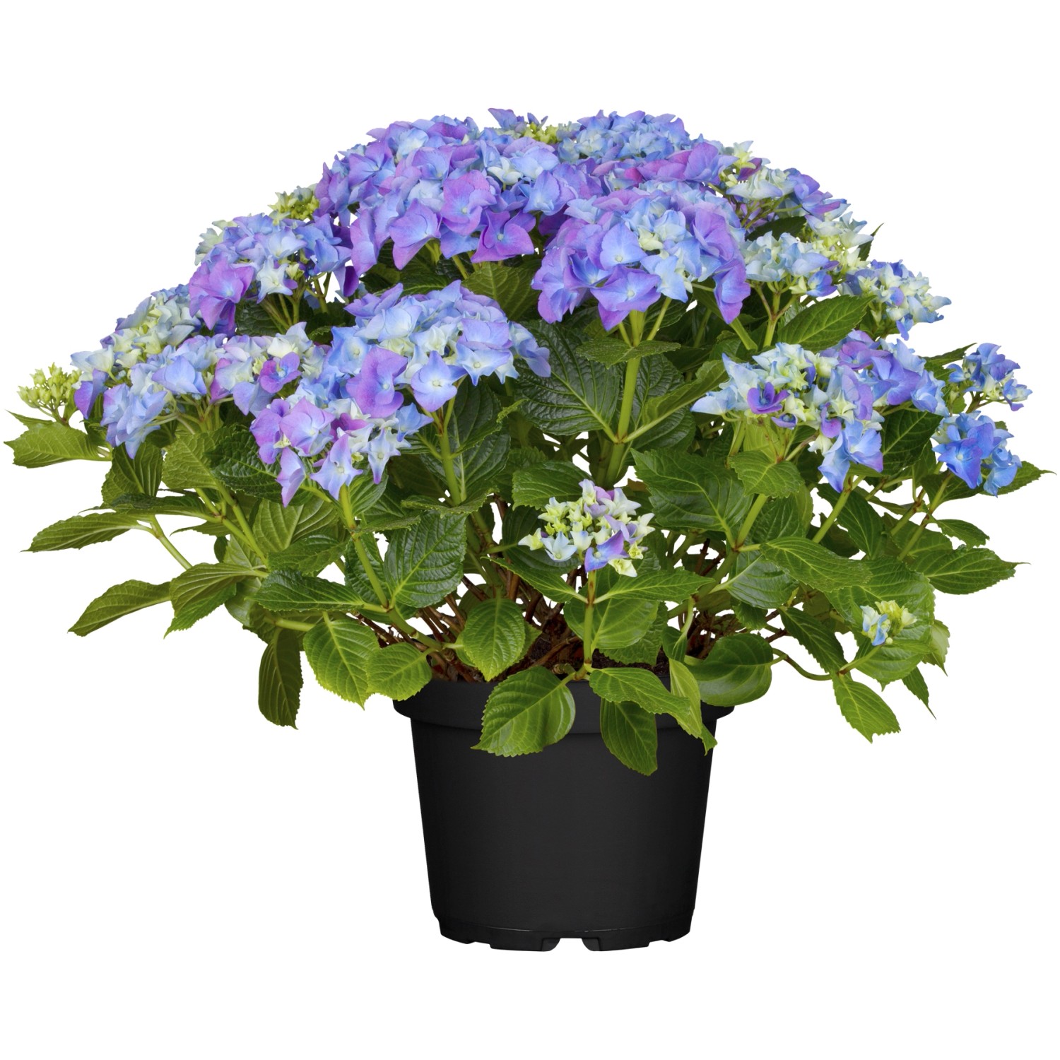 Bauernhortensie Forever & Ever Blau Höhe ca. 40 - 50 cm Topf ca. 5 l Hydran günstig online kaufen