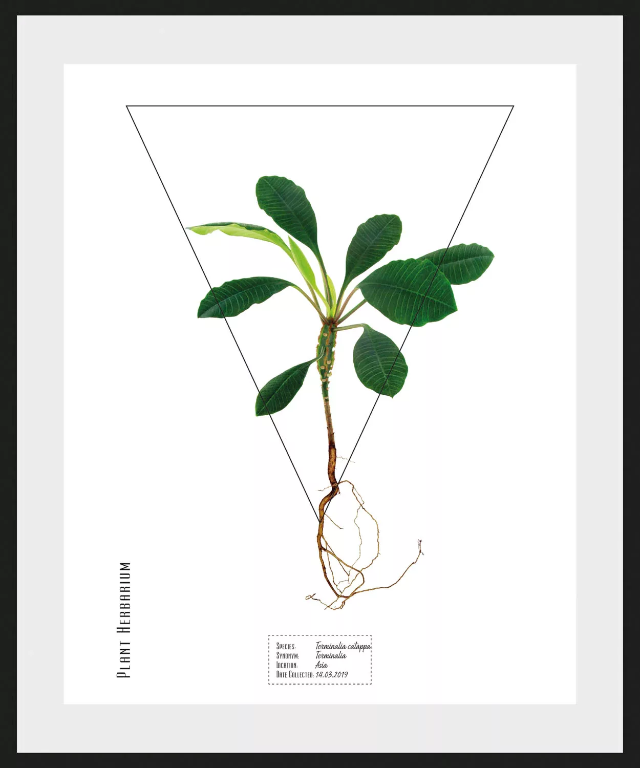 queence Bild "Terminalia catappa", (1 St.) günstig online kaufen