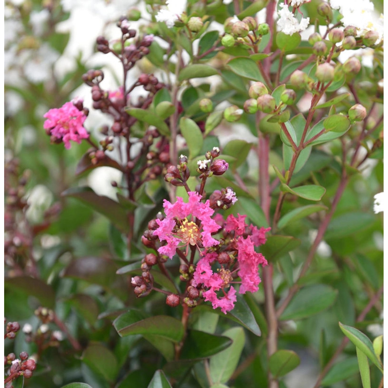 Chinesische Kräuselmyrte Hopi 100-125cm - Lagerstroemia indica günstig online kaufen