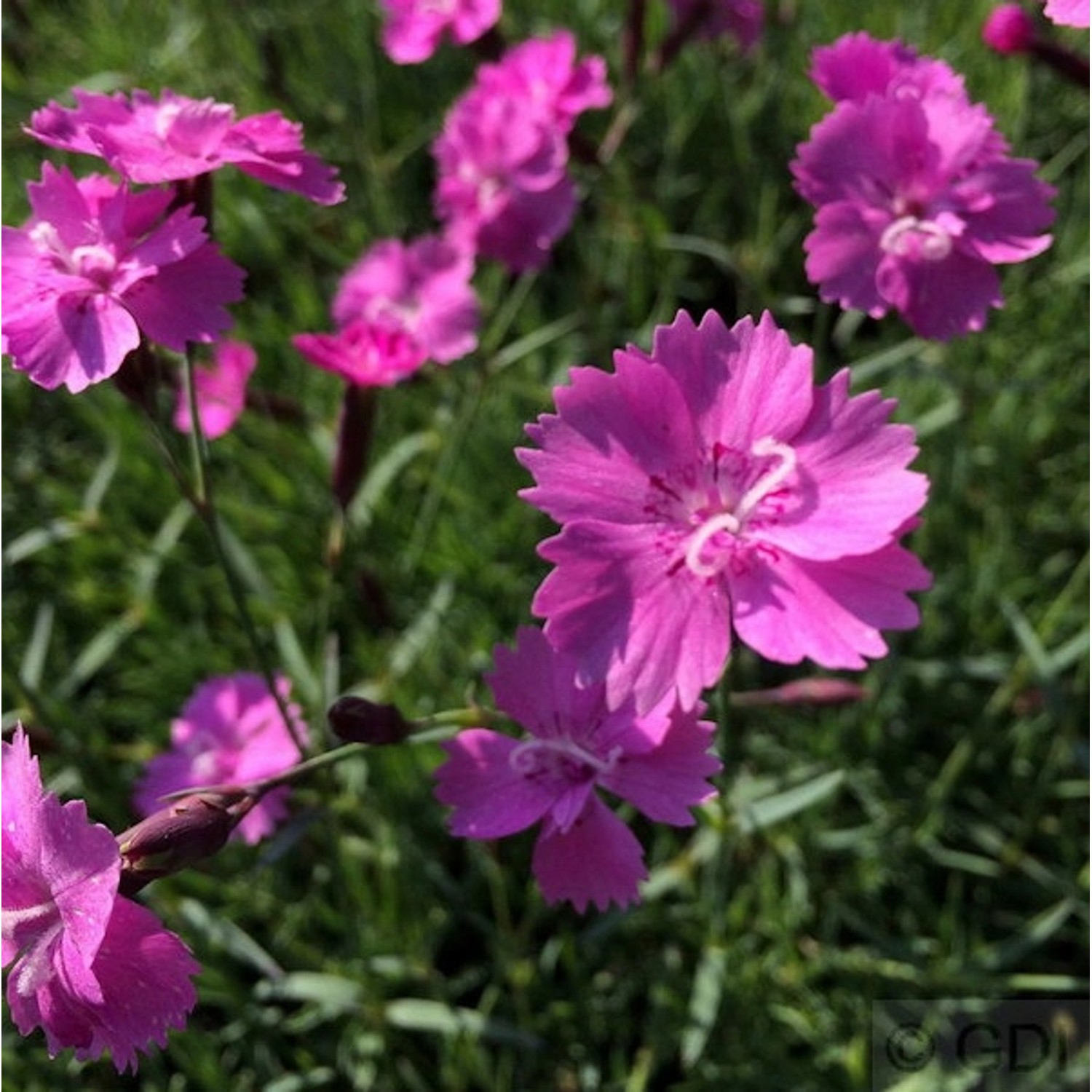 Pfingstnelke Eydangeri - Dianthus gratianopolitanus günstig online kaufen