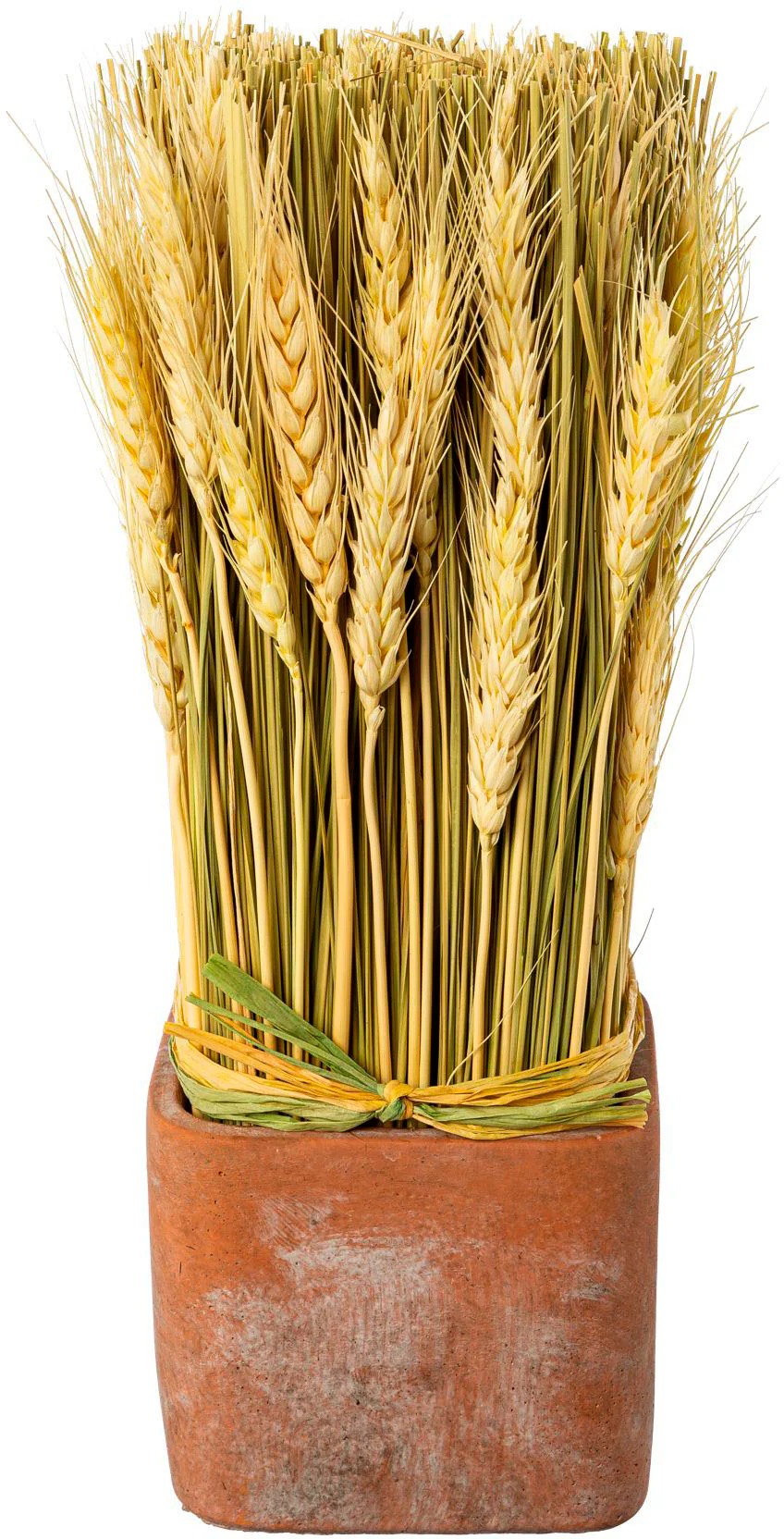 Creativ home Trockenblume "Trockenblumen imTopf" günstig online kaufen