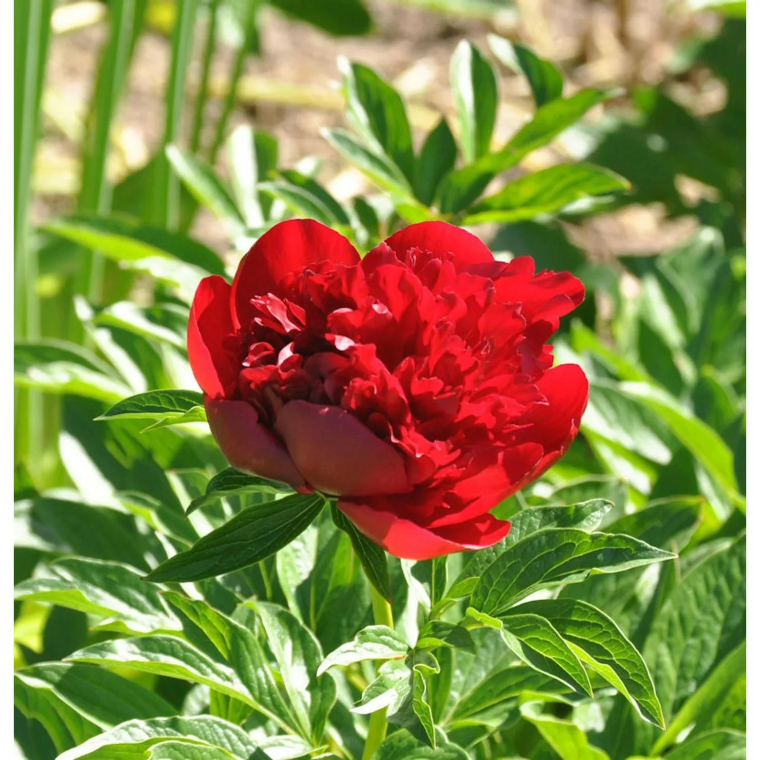 Edel Pfingstrose Red Charm - Paeonia cultorum günstig online kaufen