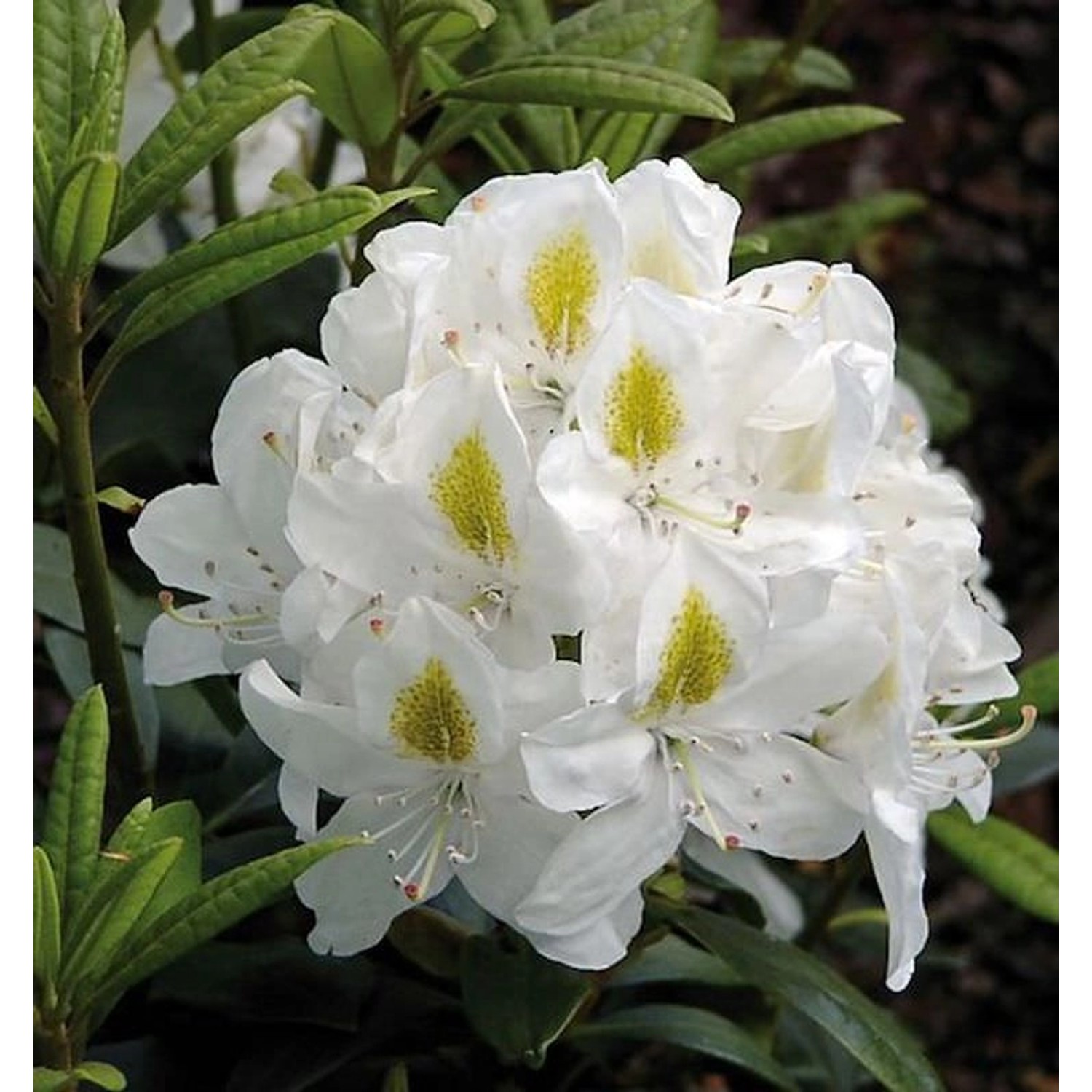 Großblumige Rhododendron Madame Masson 60-70cm - Alpenrose günstig online kaufen