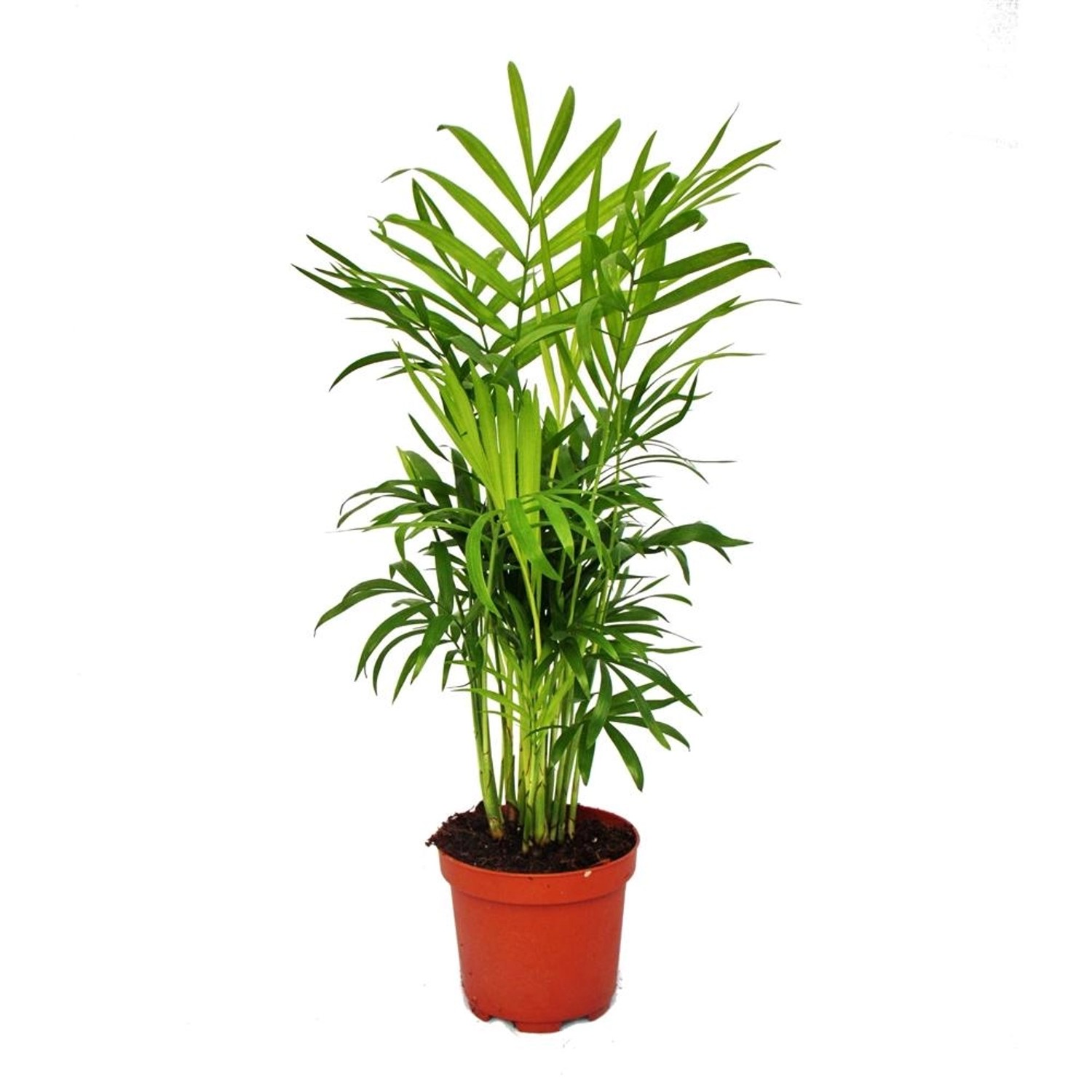 Exotenherz Chamaedorea Elegans Zimmerpalme Bergpalme 9cm Topf günstig online kaufen