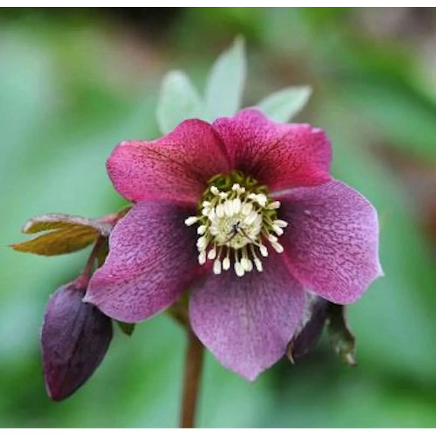 Christrose Lenzrose Red Lady - Helleborus orientalis günstig online kaufen