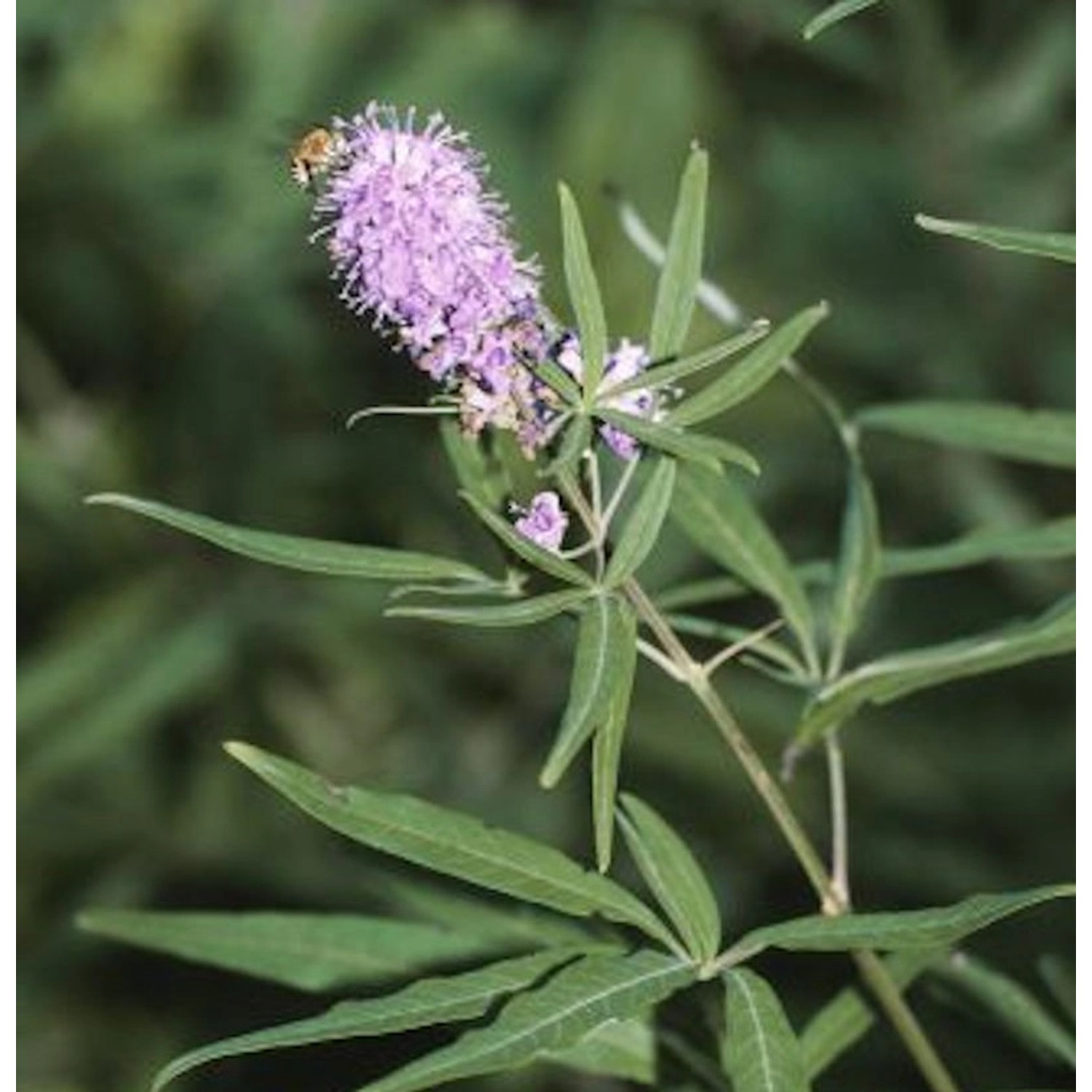 Mönchspfeffer Pink Pinnacle 80-100cm - Vitex agnus castus günstig online kaufen