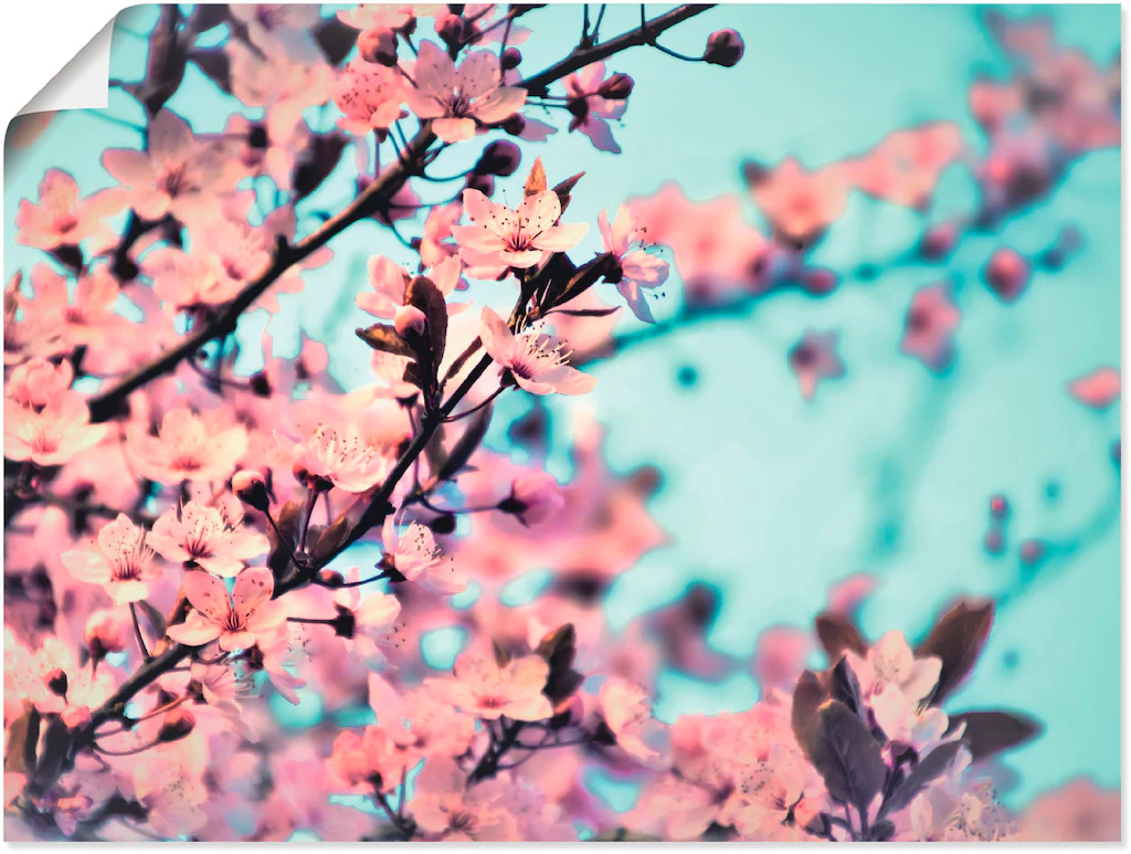 Artland Poster »Kirschblüten Romantik«, Blumen, (1 St.), als Alubild, Leinw günstig online kaufen