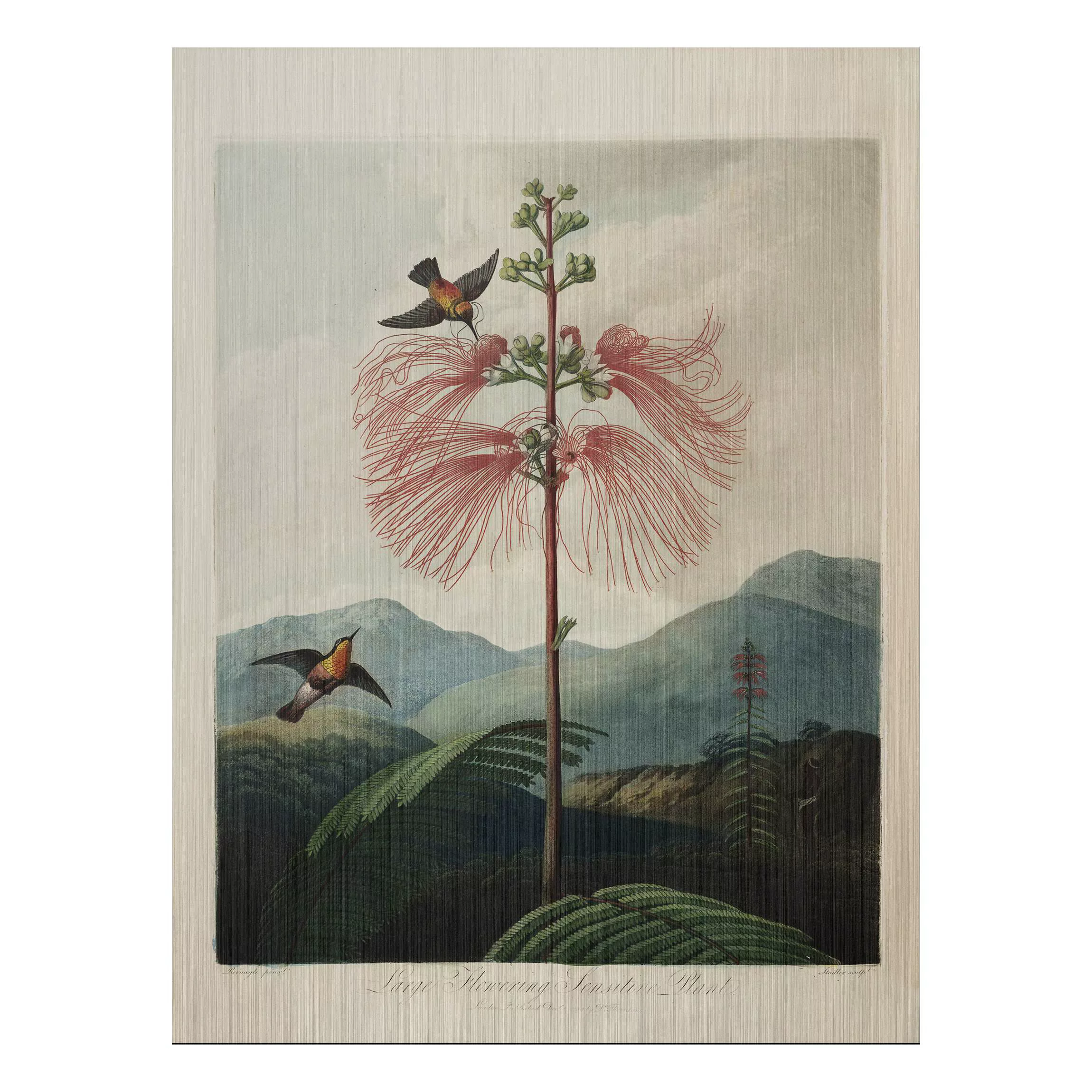 Alu-Dibond Bild Blumen - Hochformat 3:4 Botanik Vintage Illustration Blüte günstig online kaufen