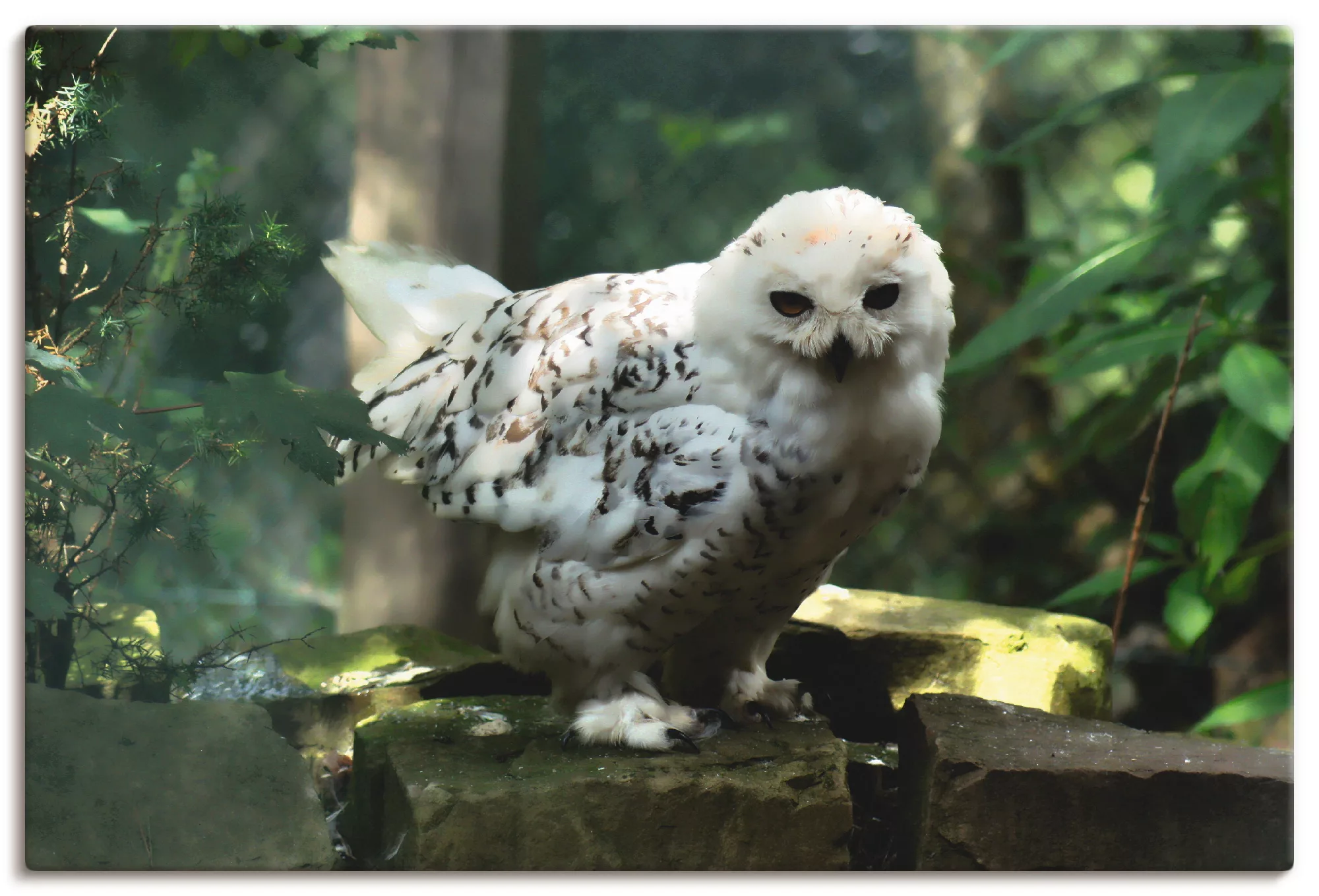 Artland Leinwandbild "Schneeeule", Vögel, (1 St.), auf Keilrahmen gespannt günstig online kaufen