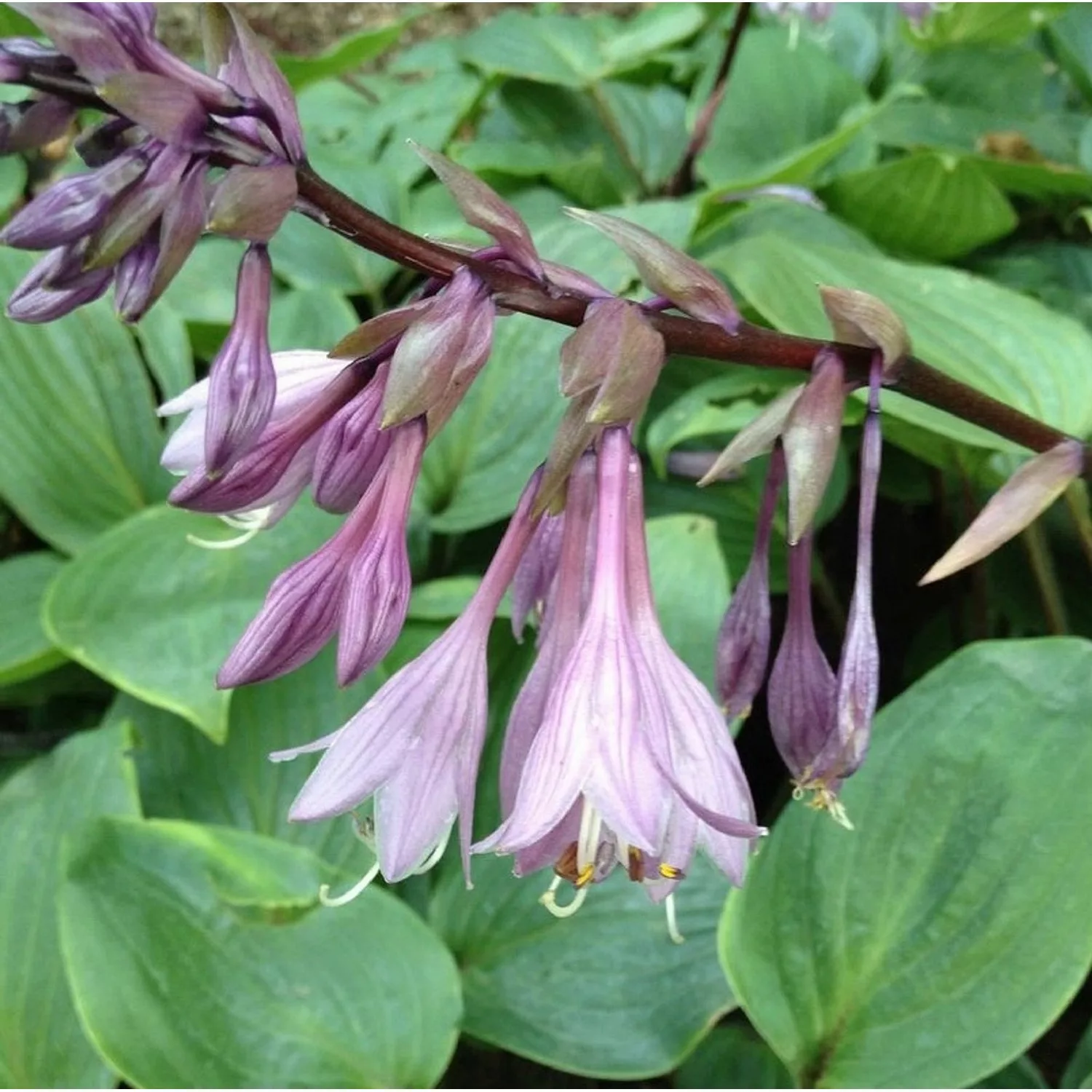 Funkie Purple Heart - Hosta cultorum günstig online kaufen