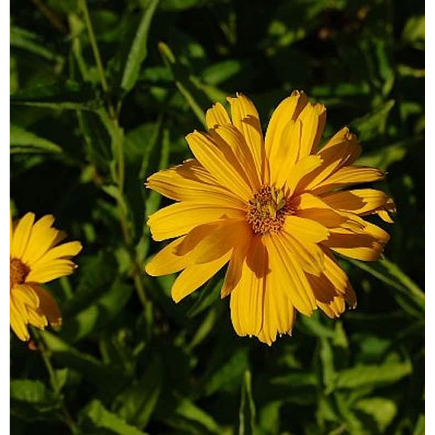 Sonnenauge Sommersonne - Heliopsis scabra günstig online kaufen