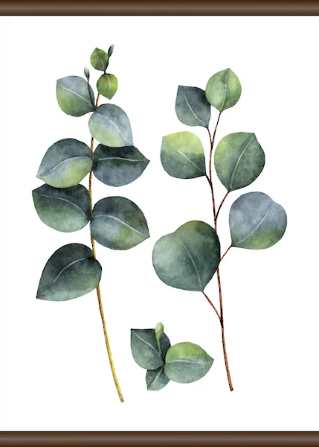 queence Leinwandbild "Eukalyptus Pflanze", 50x70 cm günstig online kaufen