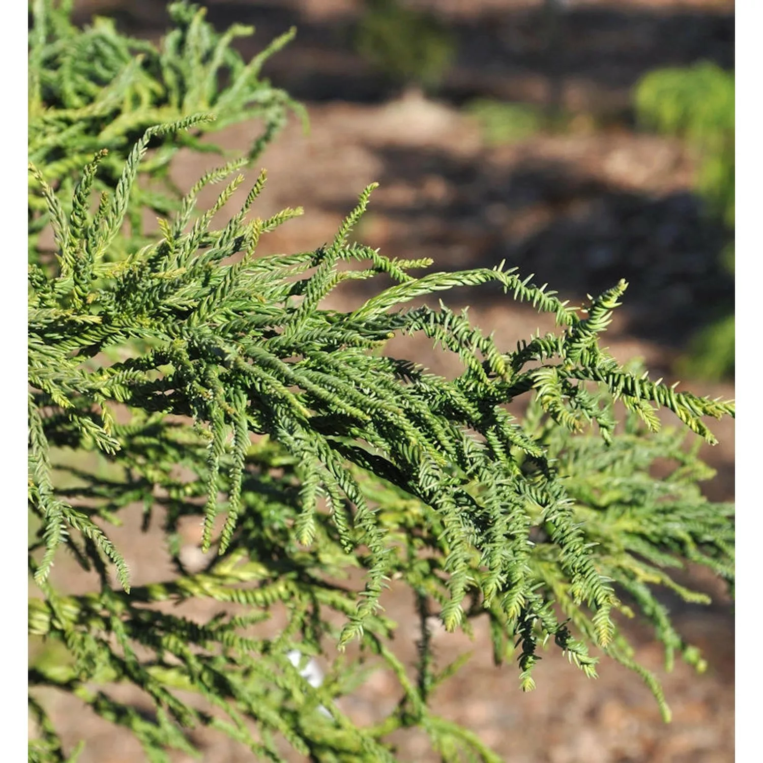 Sicheltanne Rasen 100-125cm - Cryptomeria japonica günstig online kaufen
