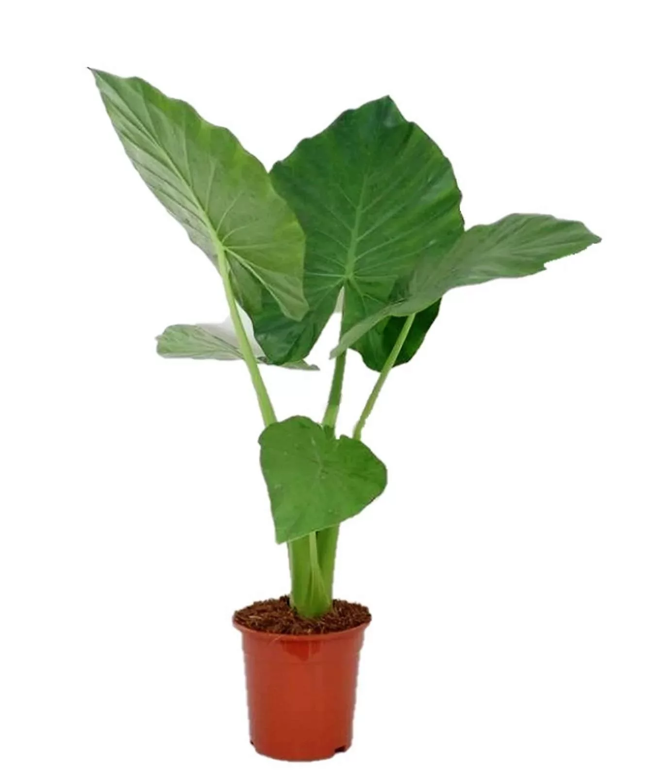 Perfect Plant | Alocasia Macrorrhiza Elefantenohr günstig online kaufen