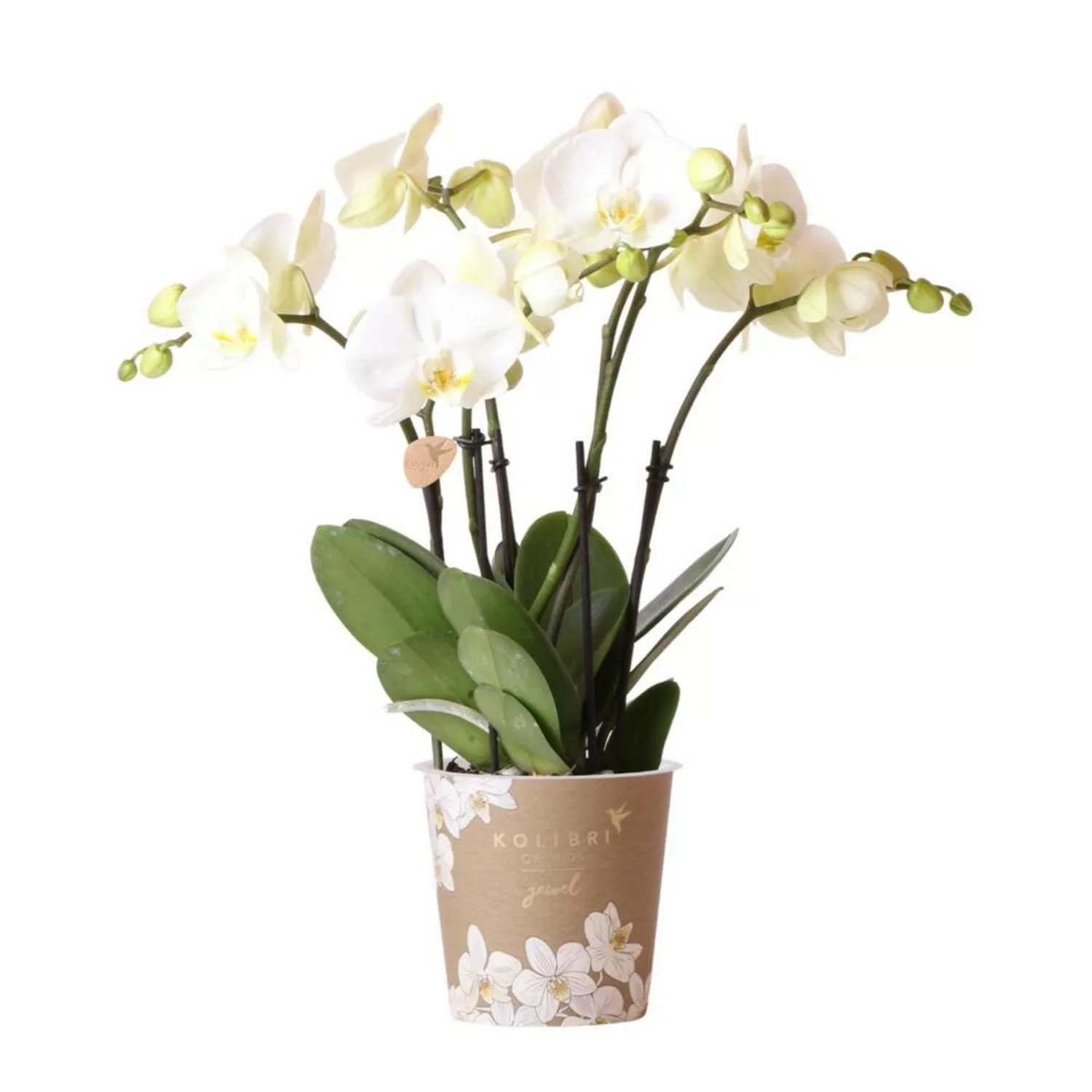 Kolibri Orchideen Weiße Phalaenopsis Orchidee Jewel Ghent Topfgröße 12cm günstig online kaufen