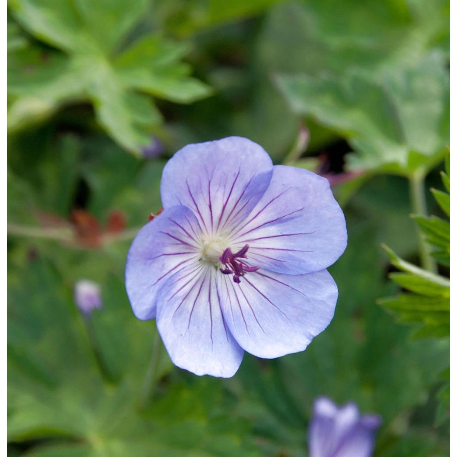 Storchschnabel Azure Rush - Geranium cultorum günstig online kaufen