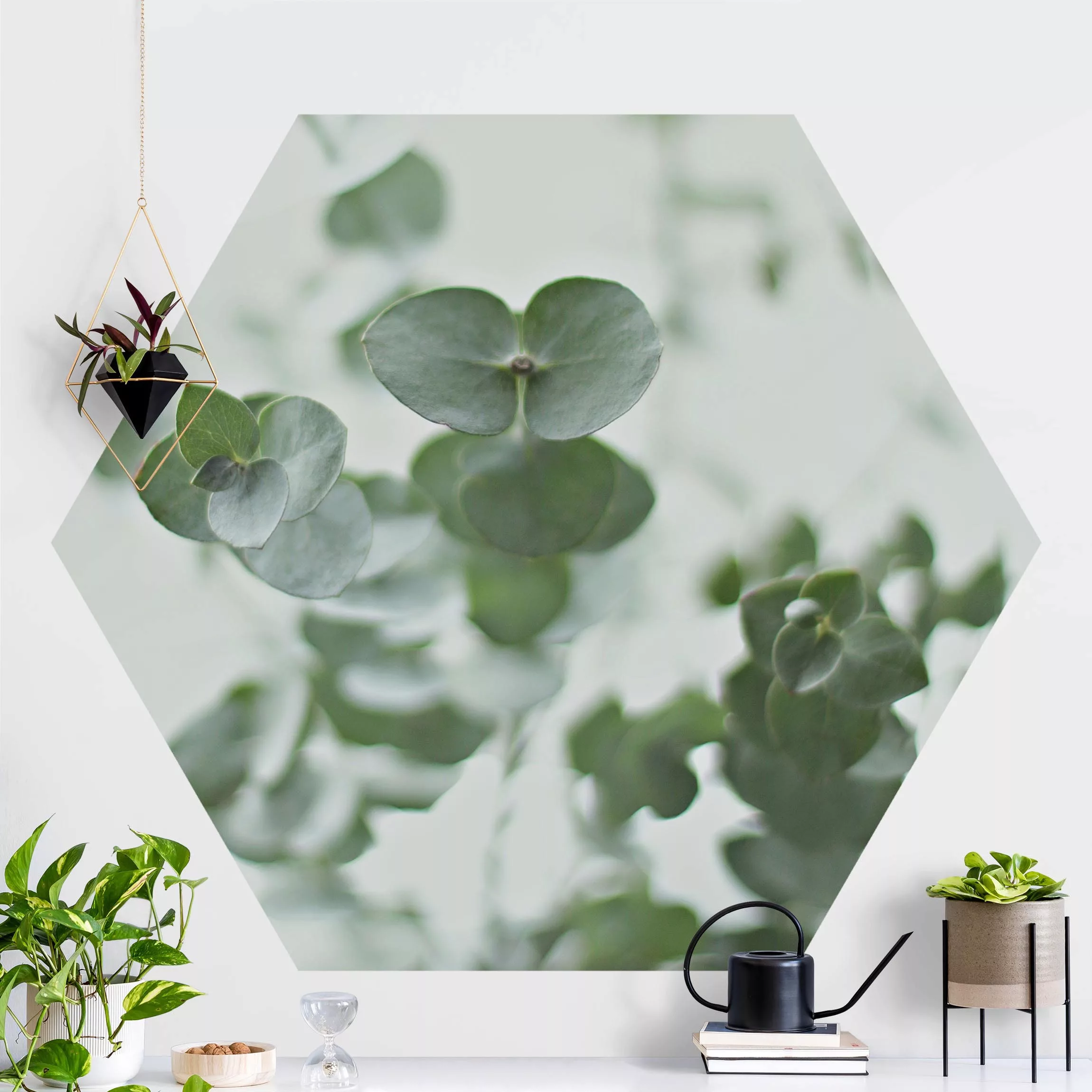 Hexagon Fototapete selbstklebend Wachsende Eukalyptuszweige günstig online kaufen