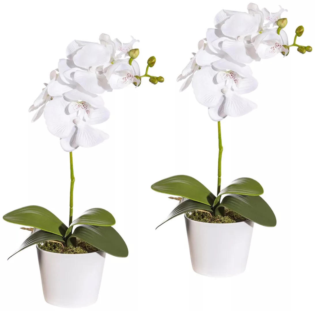 Creativ green Kunstpflanze "Orchidee Phalaenopsis" günstig online kaufen